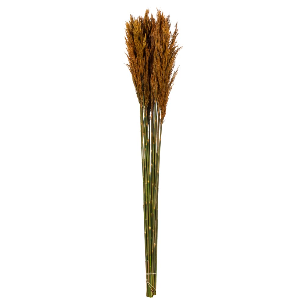 36" Autumn Plume Reed Bundle 7oz