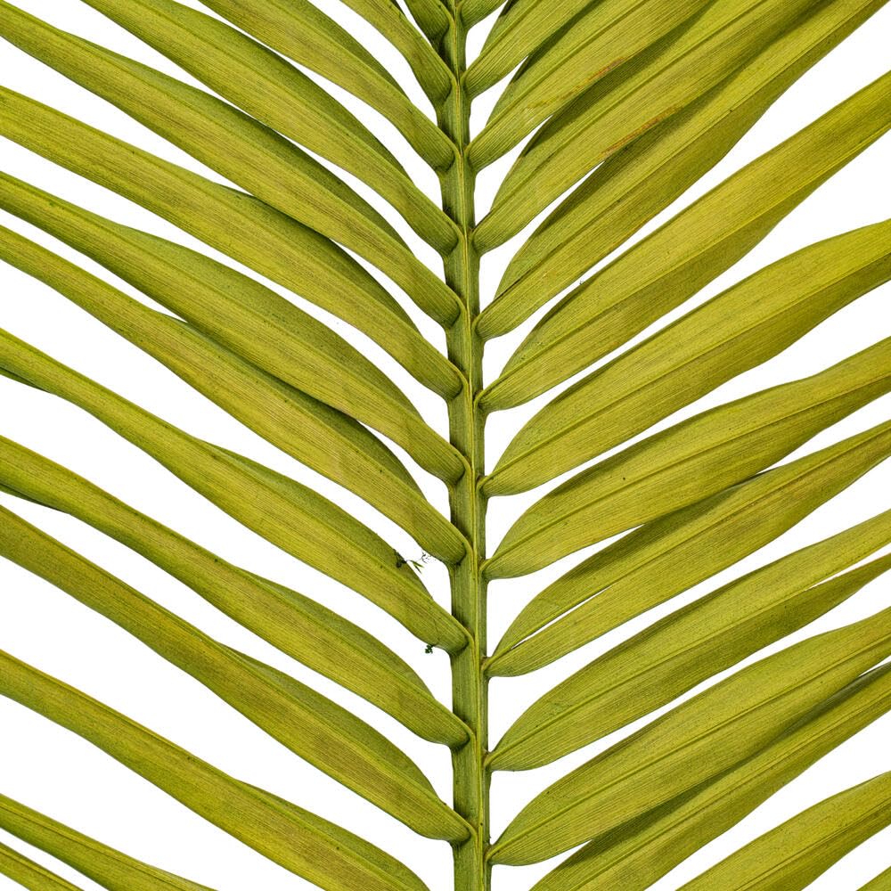 44&#x22; Basil Round Tip Palm Leaf 6/Bag