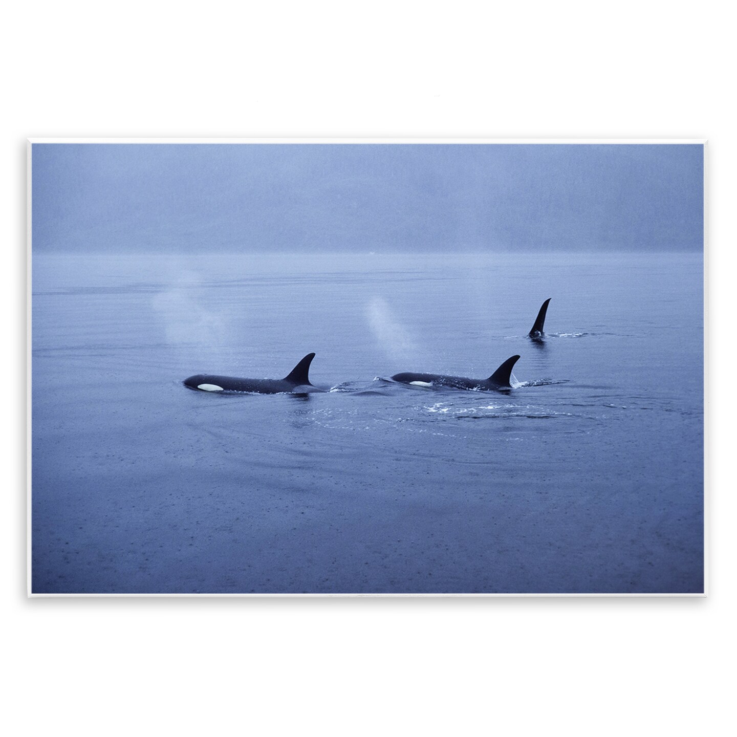 Stupell Industries Orca Whispers Seascape Wall Plaque, design by Norm Stelfox