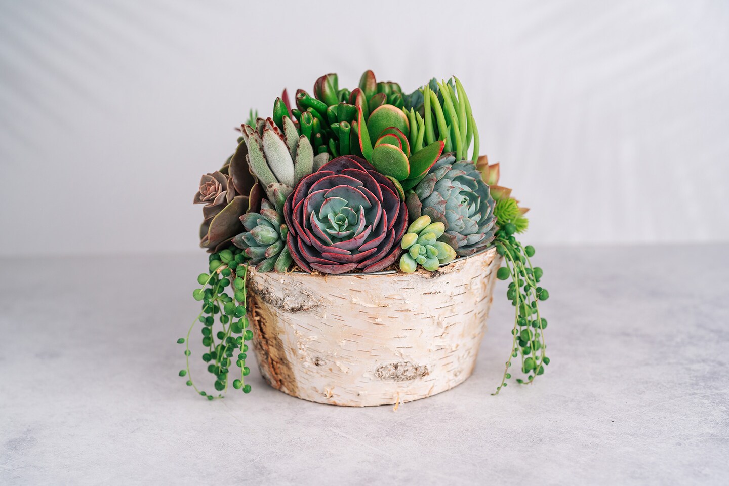 Round Birch Succulent Arrangement Planter | MakerPlace by Michaels
