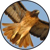 storefront avatar
