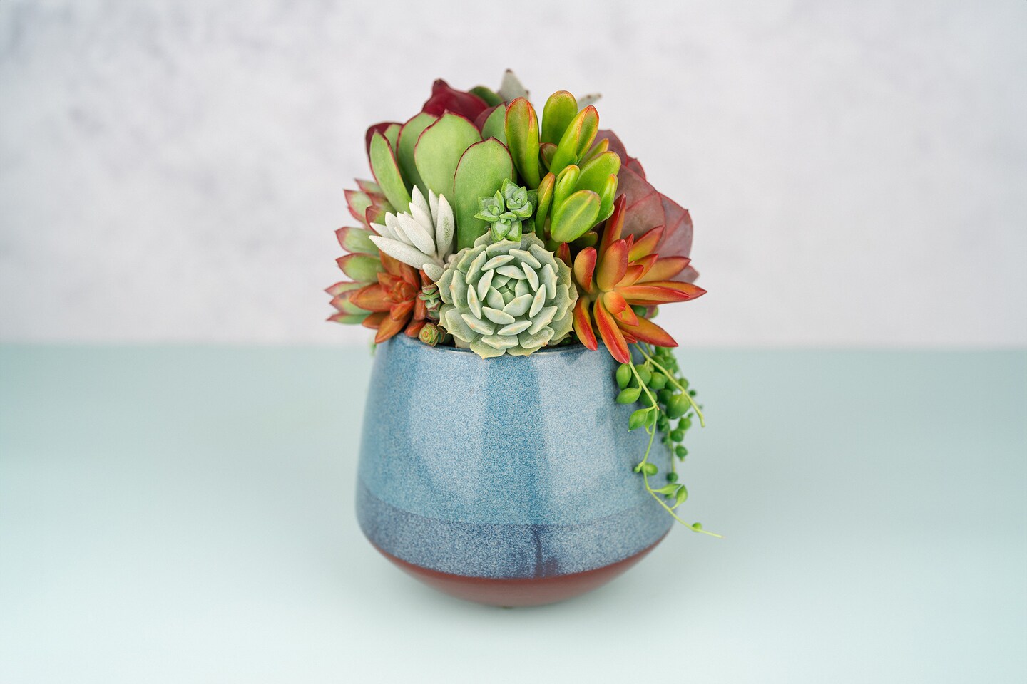 Blue Wave Succulent Arrangement Planter: Living Succulent Gift for Birthday, Thank you Gift, Housewarming Gift