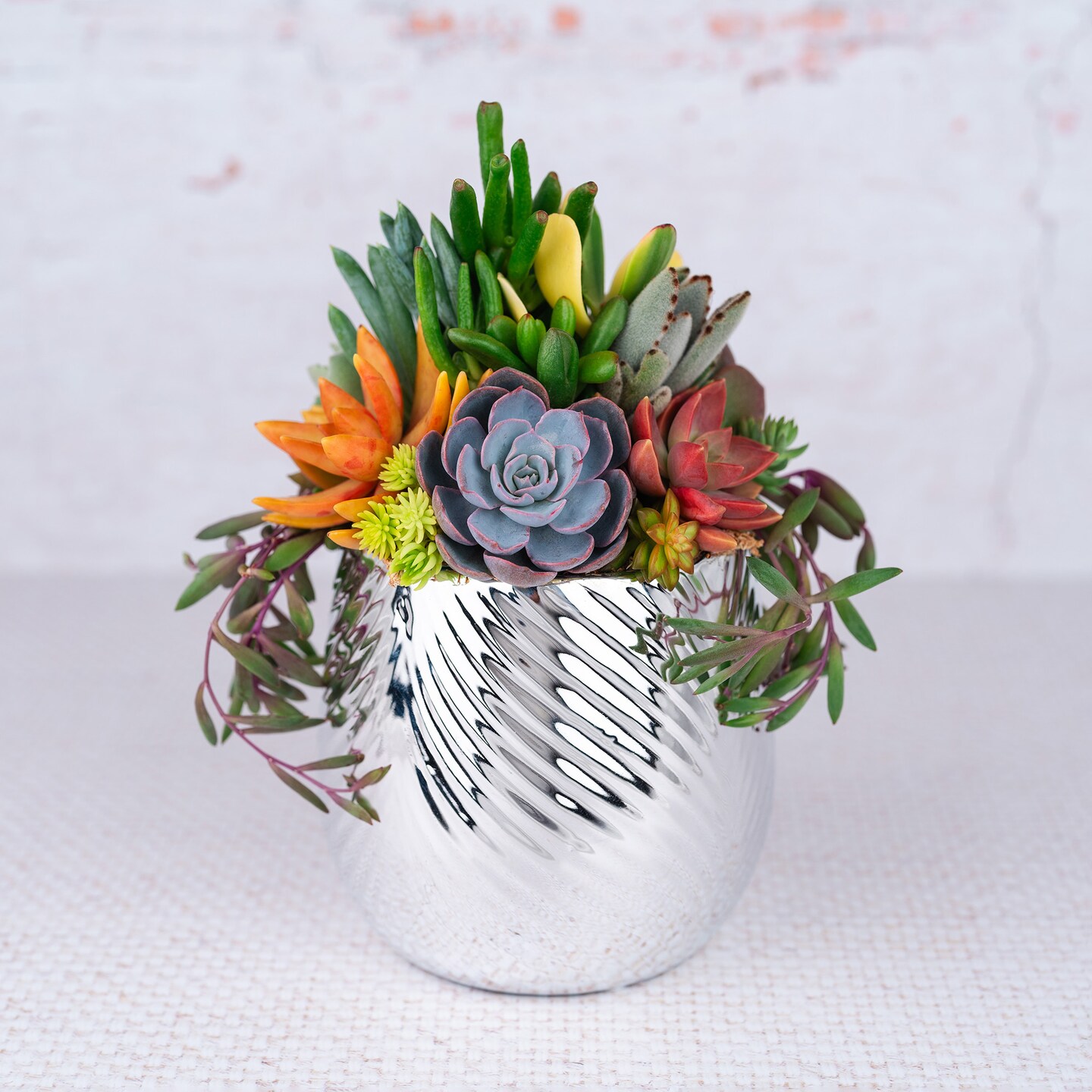 4-inch succulent variety box | Succulents for DIY arrangements | MakerPlace  by Michaels