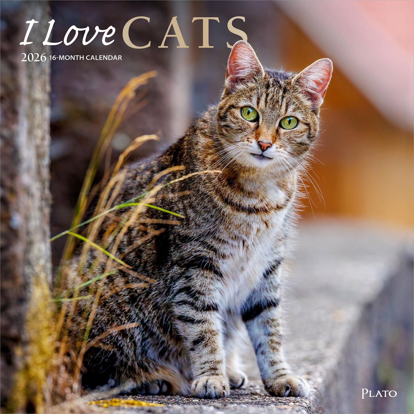 I Love Cats | 2026 12 x 24 Inch (Hanging) Monthly Square Wall Calendar | Foil Stamped Cover