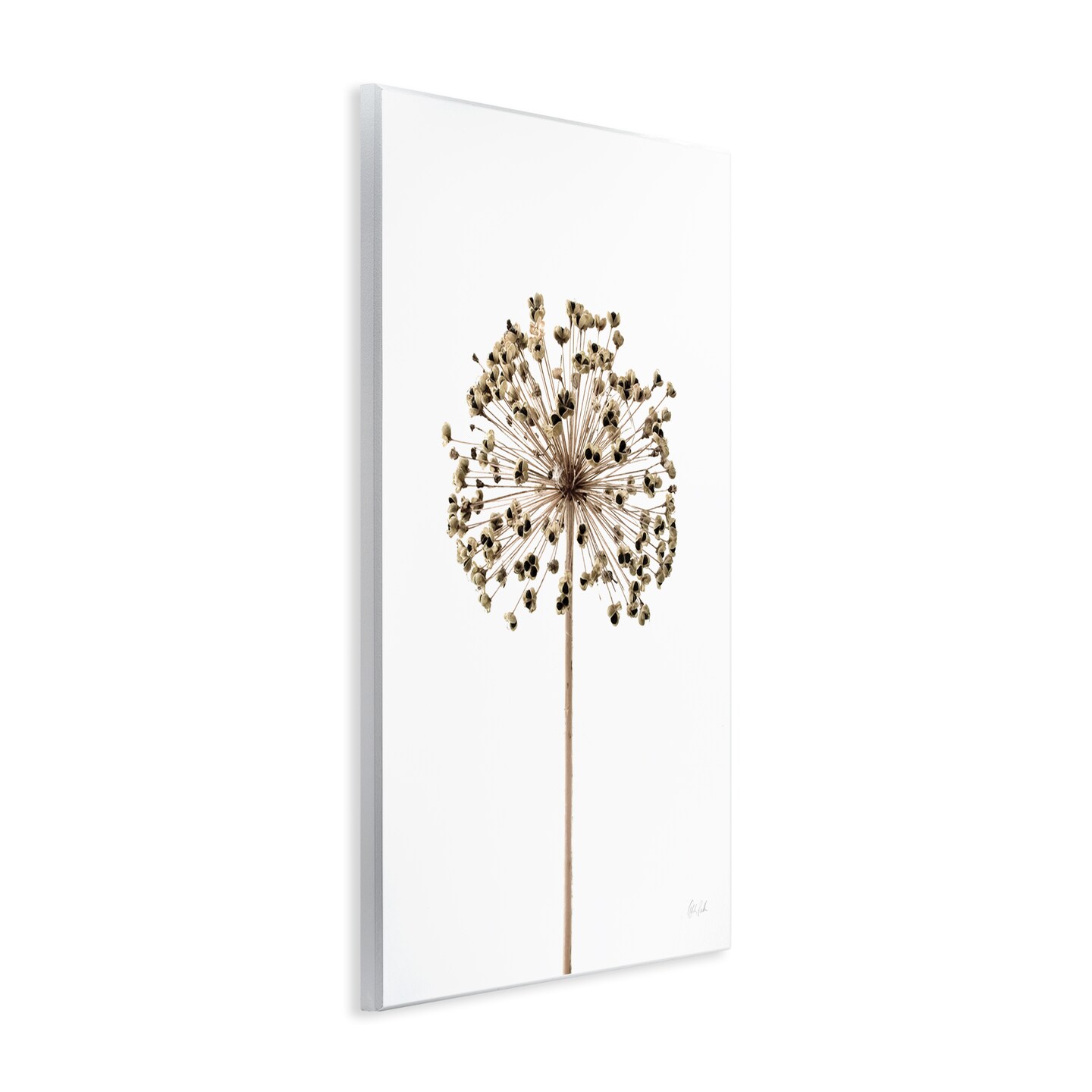 Stupell Industries Minimal Allium Bud Wall Plaque Art Design by Deborah Revell