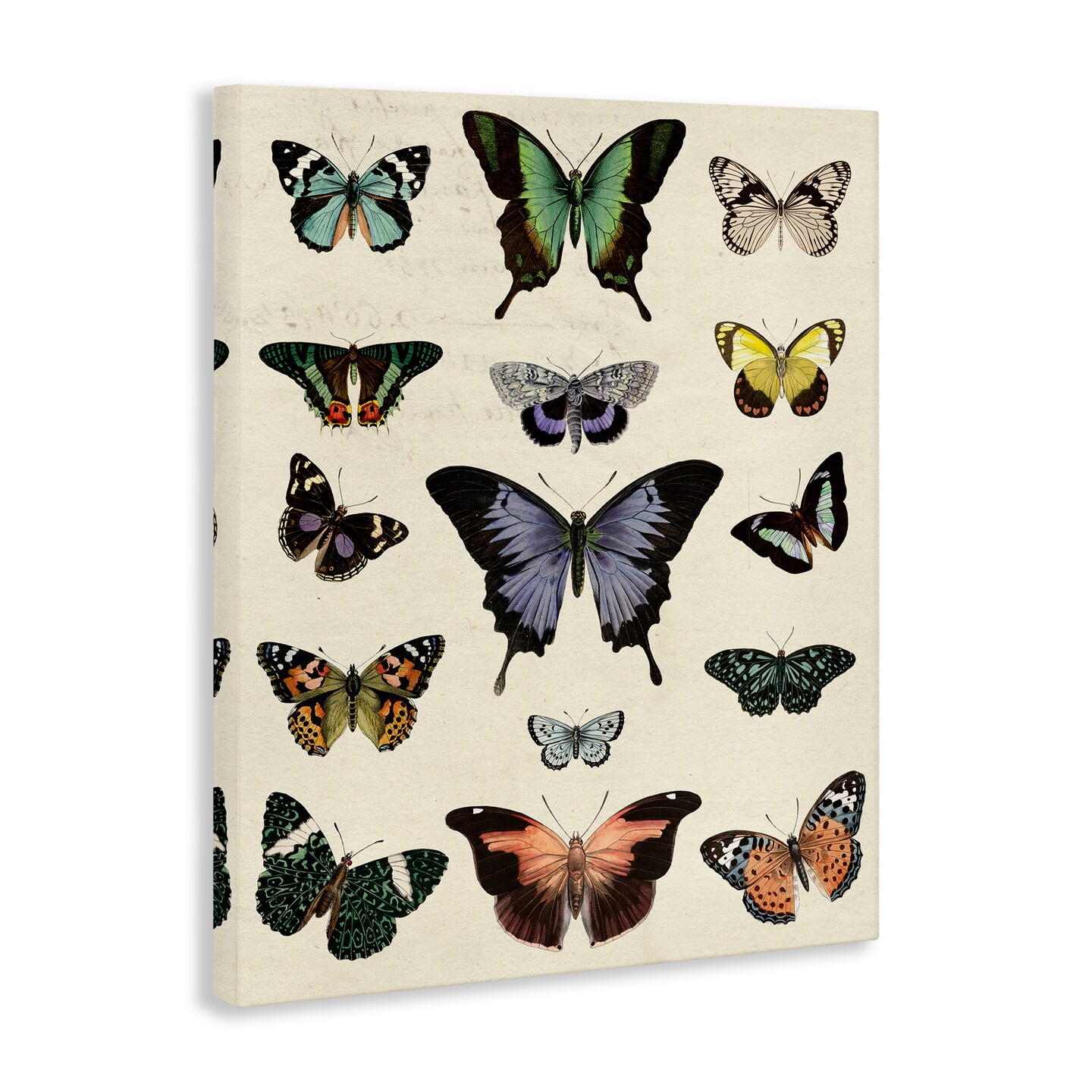 Stupell Industries Varied Vintage Butterflies Canvas Wall Art Design by Susan Arnot