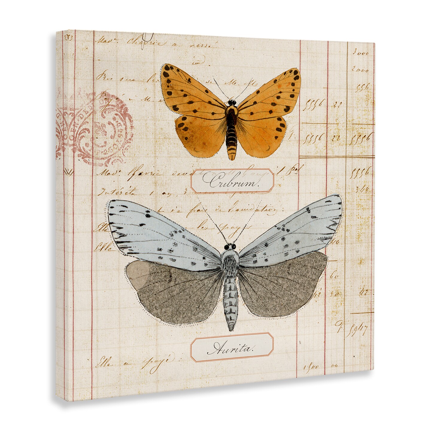 Stupell Industries Vintage Butterfly Specimen Canvas Wall Art Design by Susan Arnot