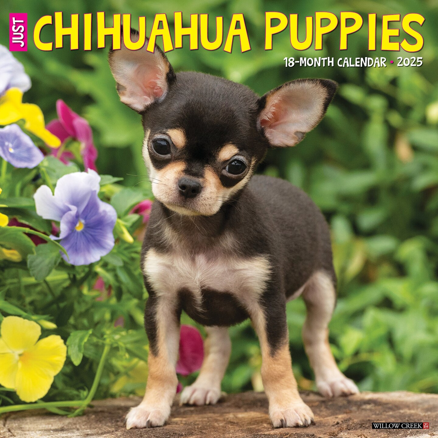 Chihuahua Puppies 2025 Wall Calendar