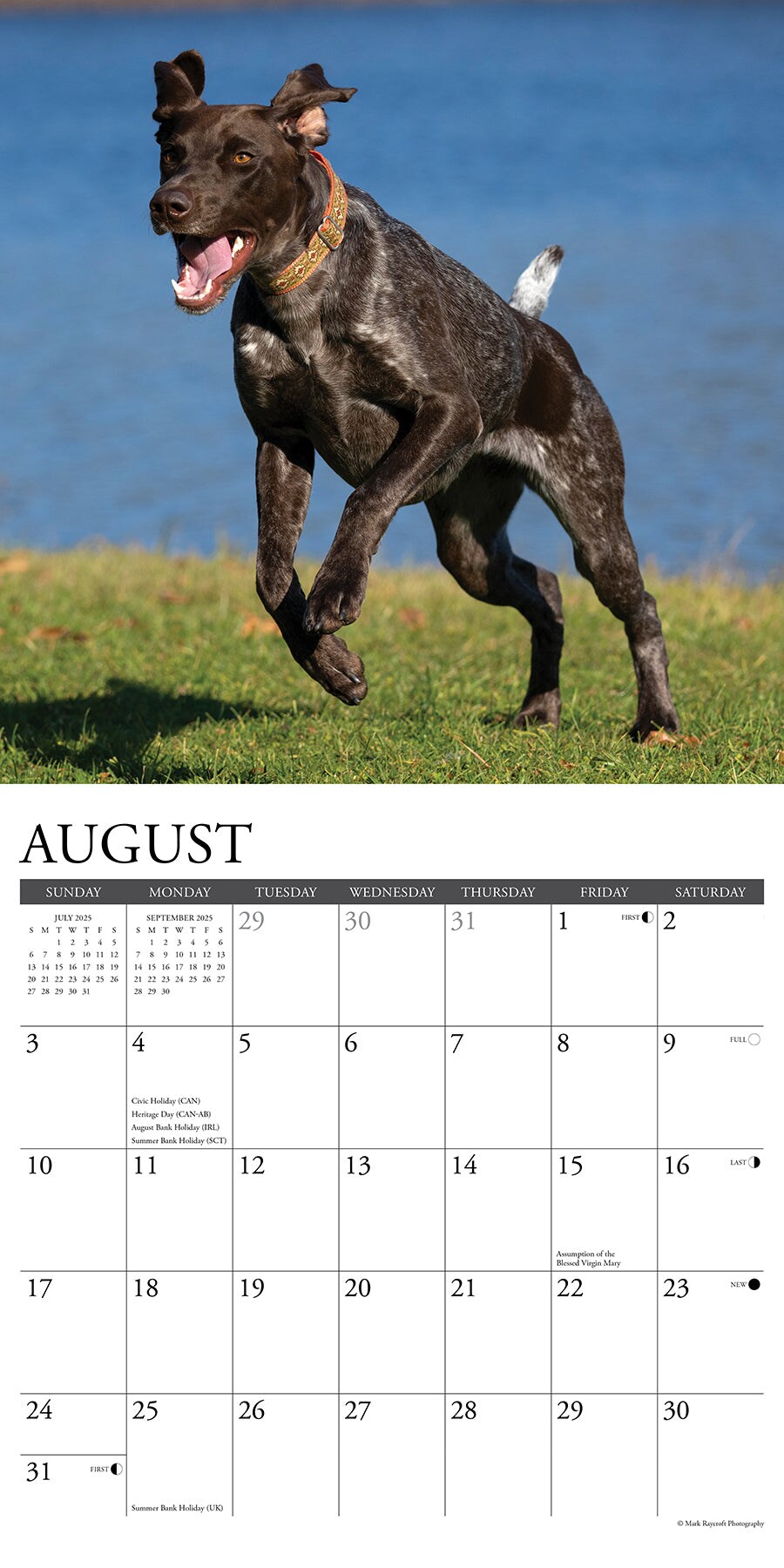 German Shorthaired Pointers 2025 Wall Calendar
