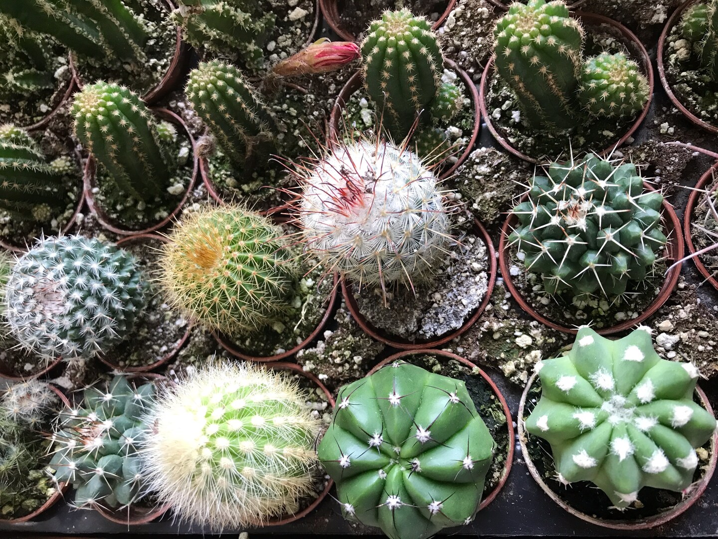 Assorted Cactus Collection in 2