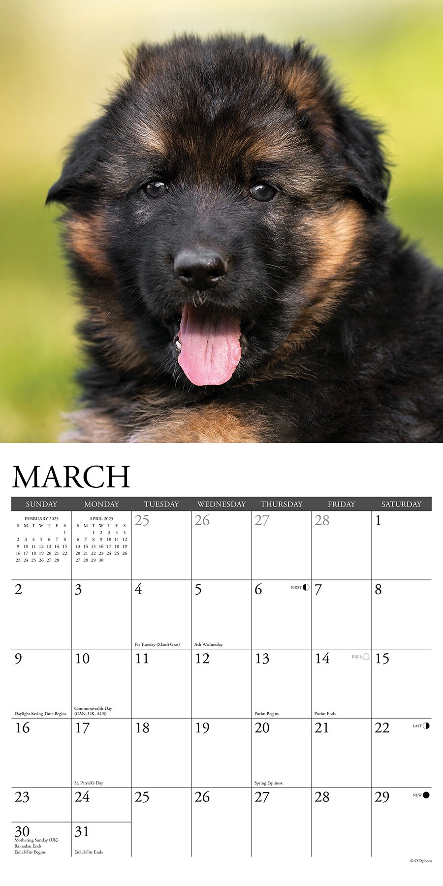 German Shepherd Puppies 2025 Wall Calendar