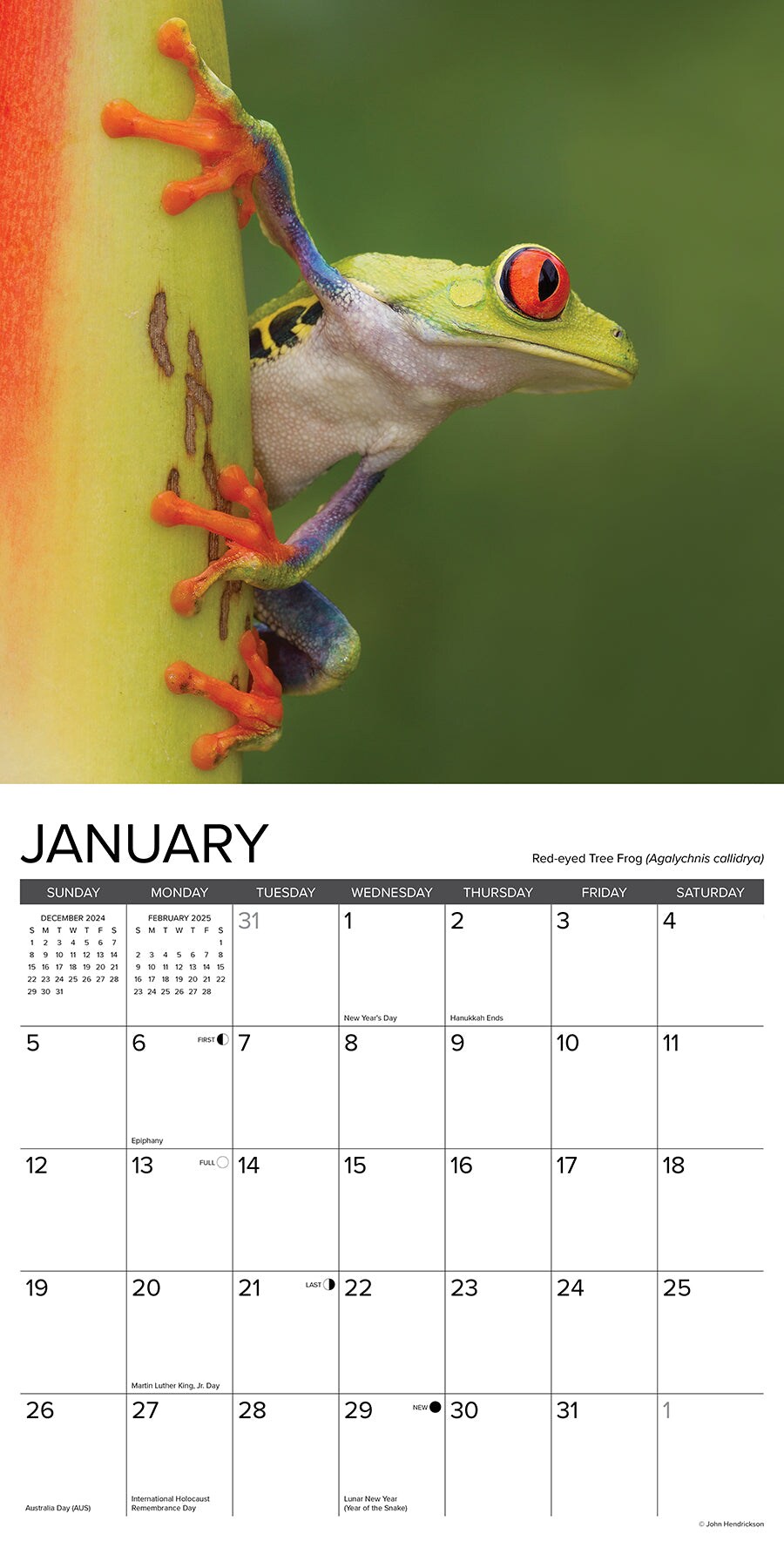 Frogs 2025 Wall Calendar