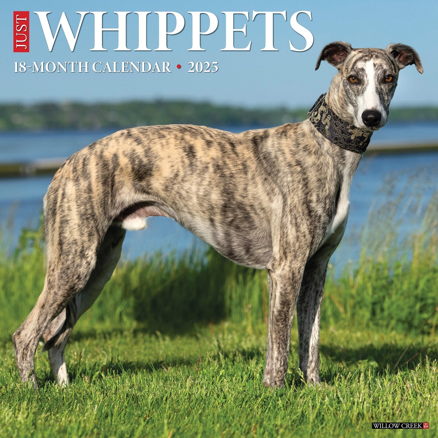 Whippets 2025 Wall Calendar