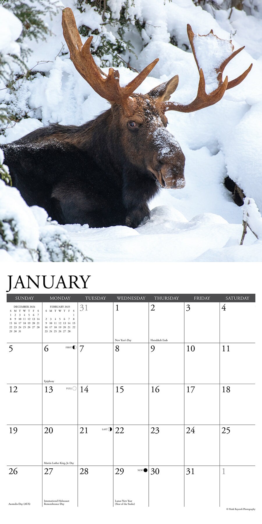 Moose 2025 Wall Calendar
