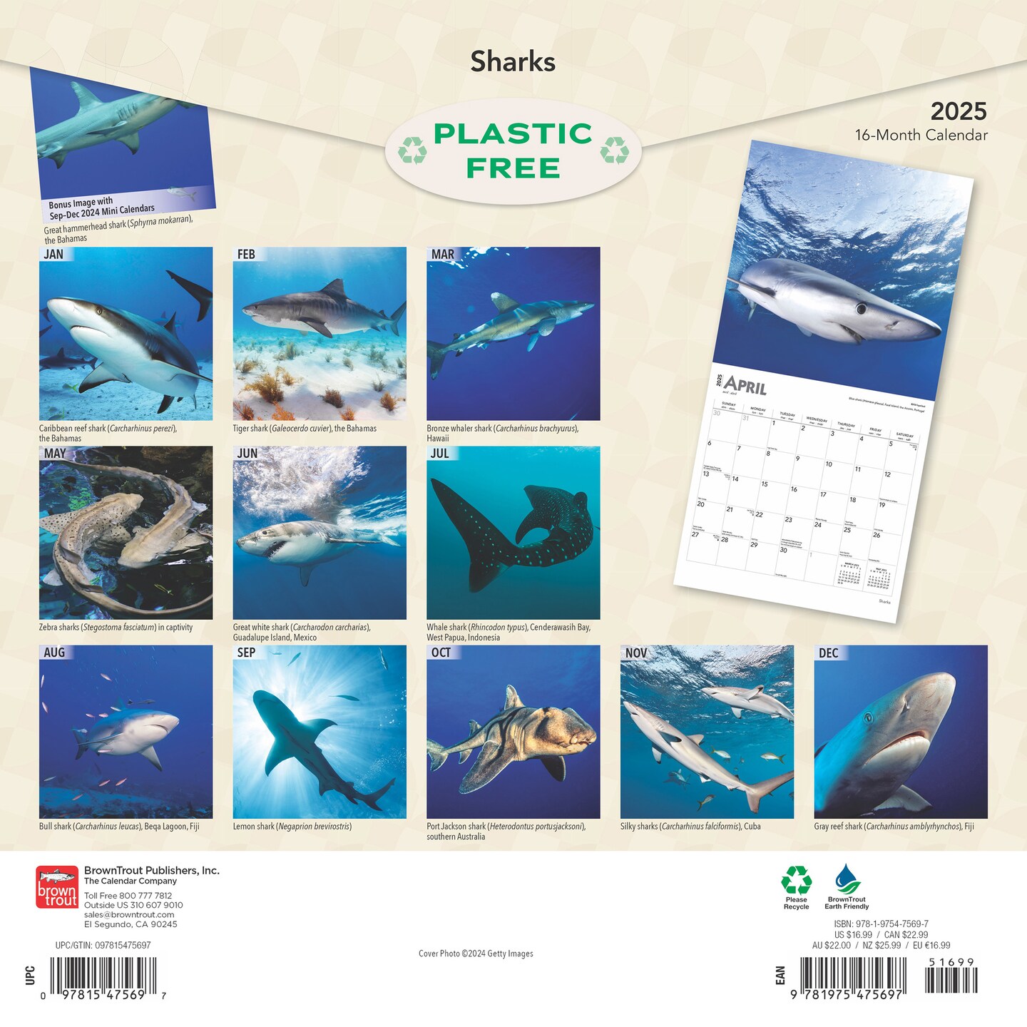 Sharks | 2025 12 x 24 Inch Monthly Square Wall Calendar | Plastic-Free | BrownTrout | Wildlife Marine Animals Fish