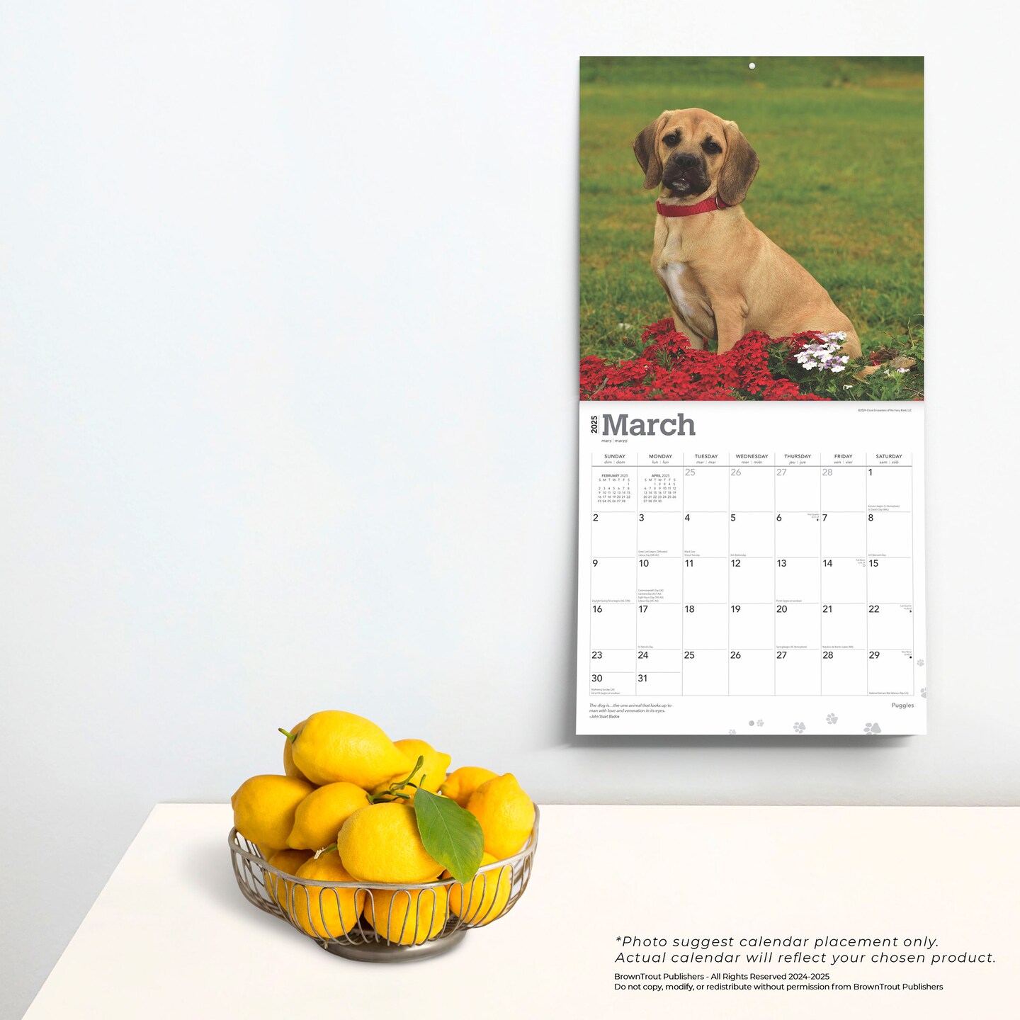 Puggles | 2025 12 x 24 Inch Monthly Square Wall Calendar | Plastic-Free | BrownTrout | Animals Mixed Dog Breeds