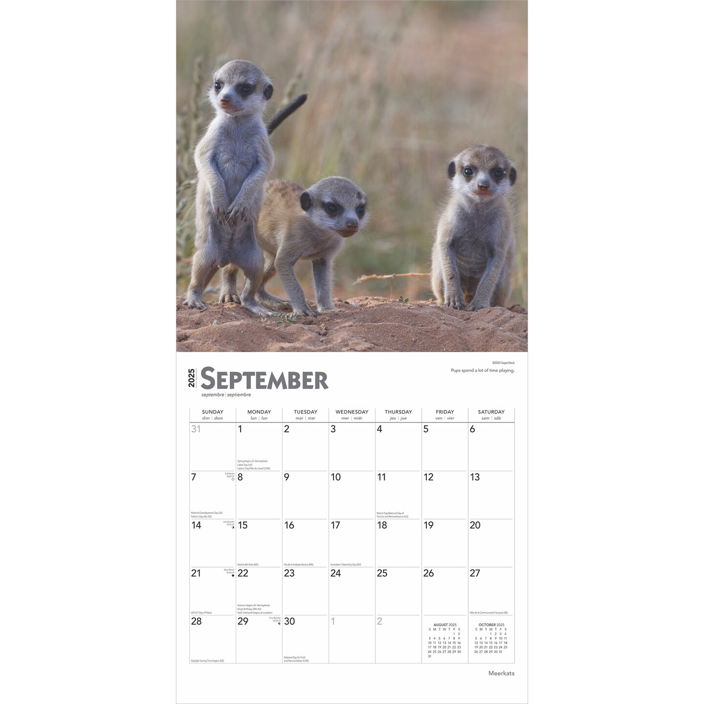 Meerkats | 2025 12 x 24 Inch Monthly Square Wall Calendar | Plastic-Free | BrownTrout | Wildlife Animals