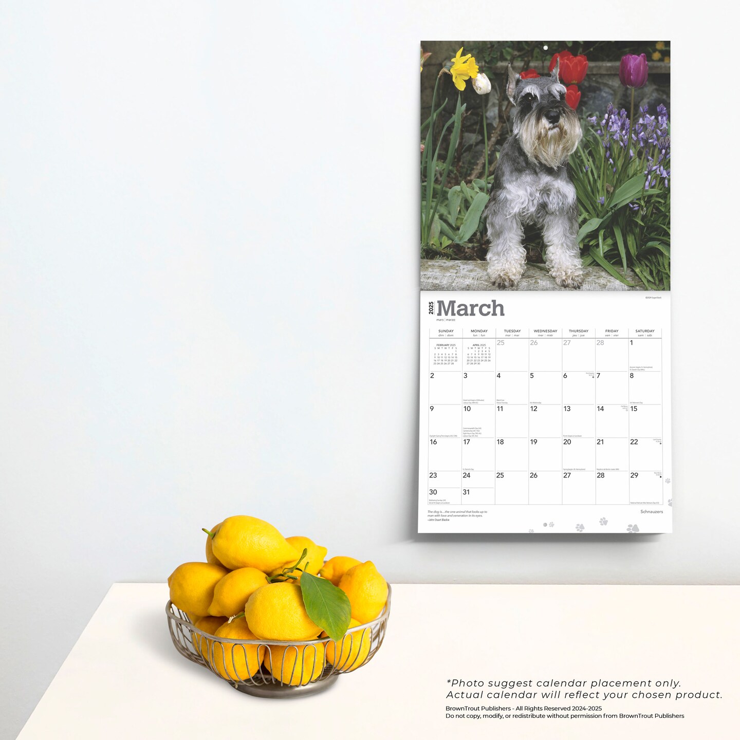 Schnauzers | 2025 12 x 24 Inch Monthly Square Wall Calendar | Plastic-Free | BrownTrout | Animals Dog Breeds