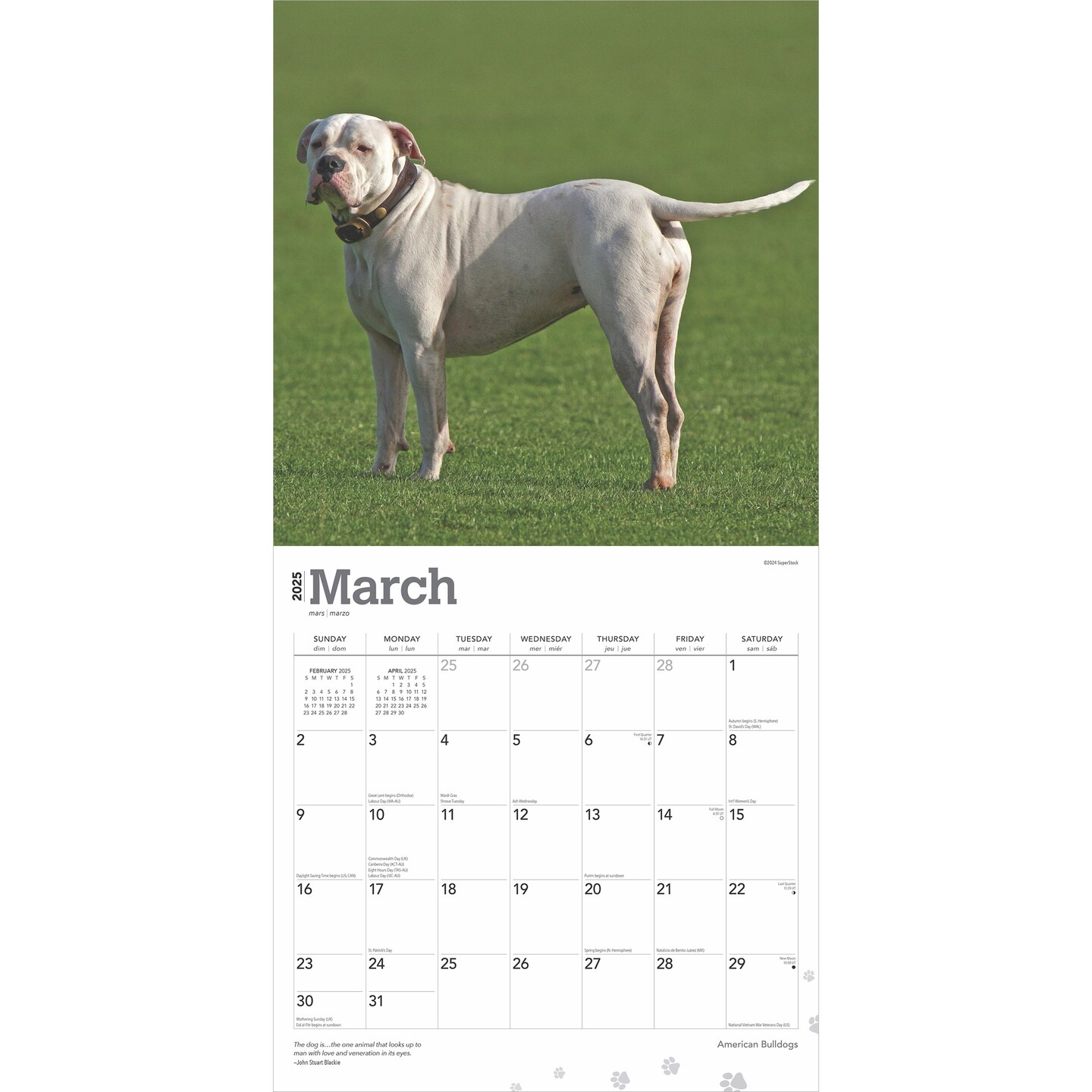 American Bulldogs | 2025 12 x 24 Inch Monthly Square Wall Calendar | Plastic-Free | BrownTrout | Animals Dog Breeds