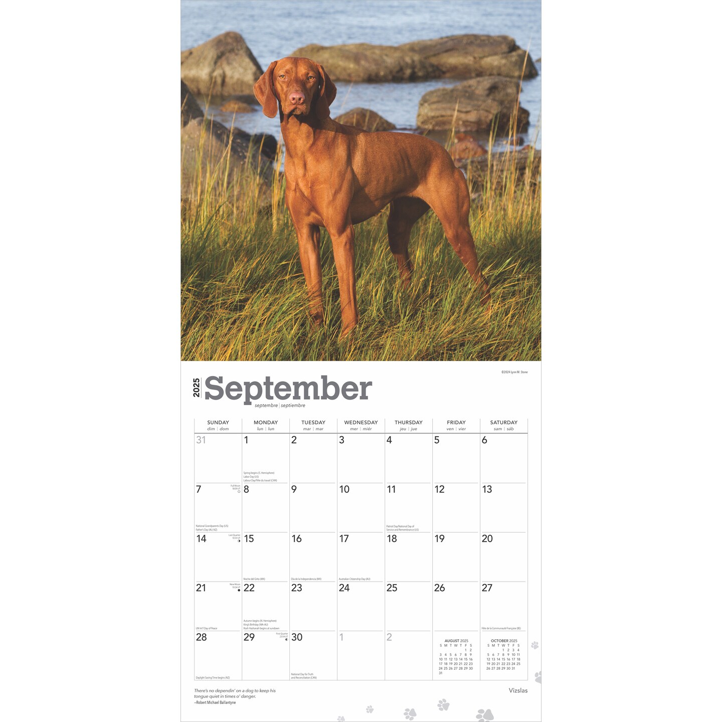 Vizslas | 2025 12 x 24 Inch Monthly Square Wall Calendar | Plastic-Free | BrownTrout | Animals Dog Breeds