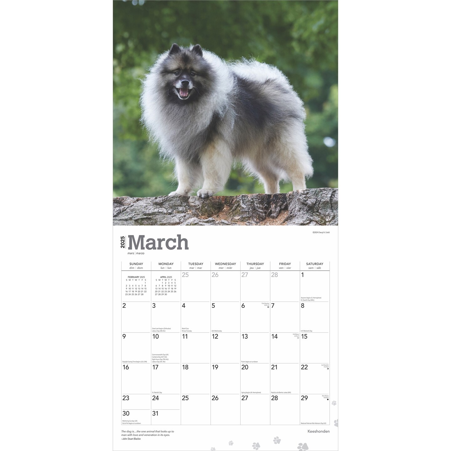 Keeshonden | 2025 12 x 24 Inch Monthly Square Wall Calendar | Plastic-Free | BrownTrout | Animals Dog Breeds