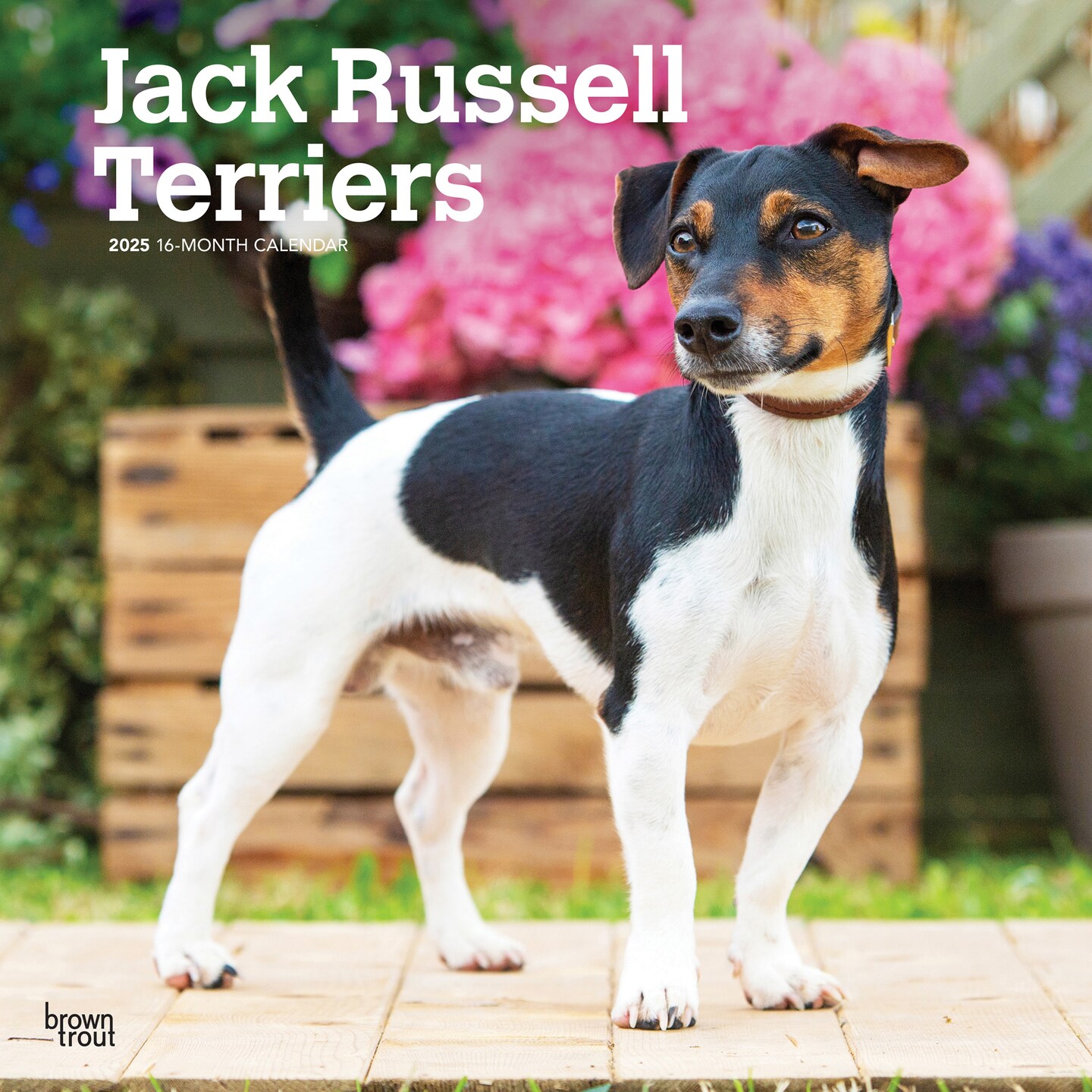 Jack Russell Terriers | 2025 12 x 24 Inch Monthly Square Wall Calendar | Plastic-Free | BrownTrout | Animals Dog Breeds