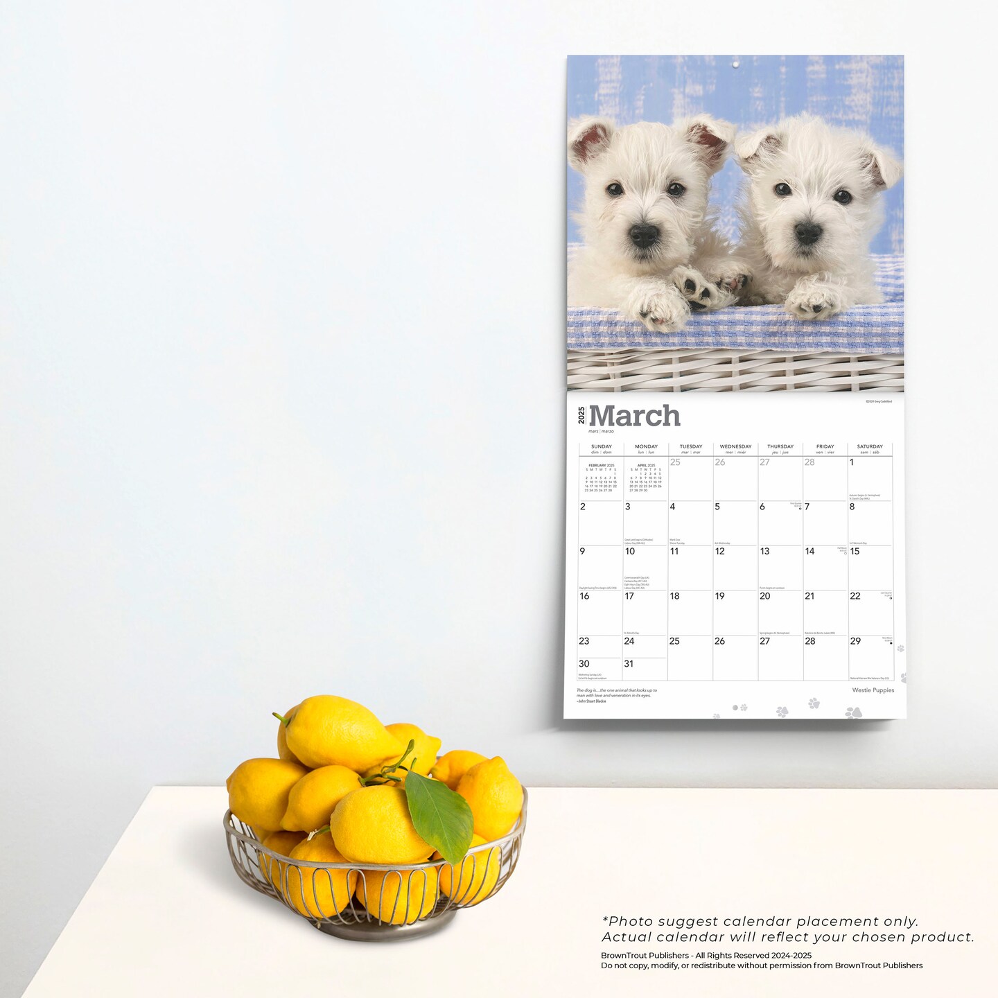 West Highland White Terrier Puppies | 2025 12 x 24 Inch Monthly Square Wall Calendar | Plastic-Free | BrownTrout | Animals Dog Breeds Puppy
