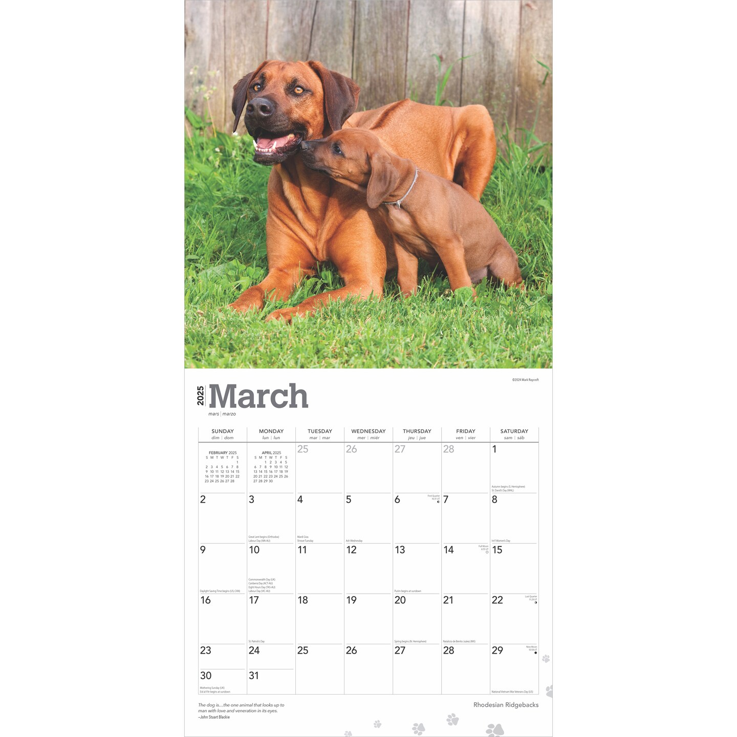 Rhodesian Ridgebacks | 2025 12 x 24 Inch Monthly Square Wall Calendar | Plastic-Free | BrownTrout | Animals Dog Breeds