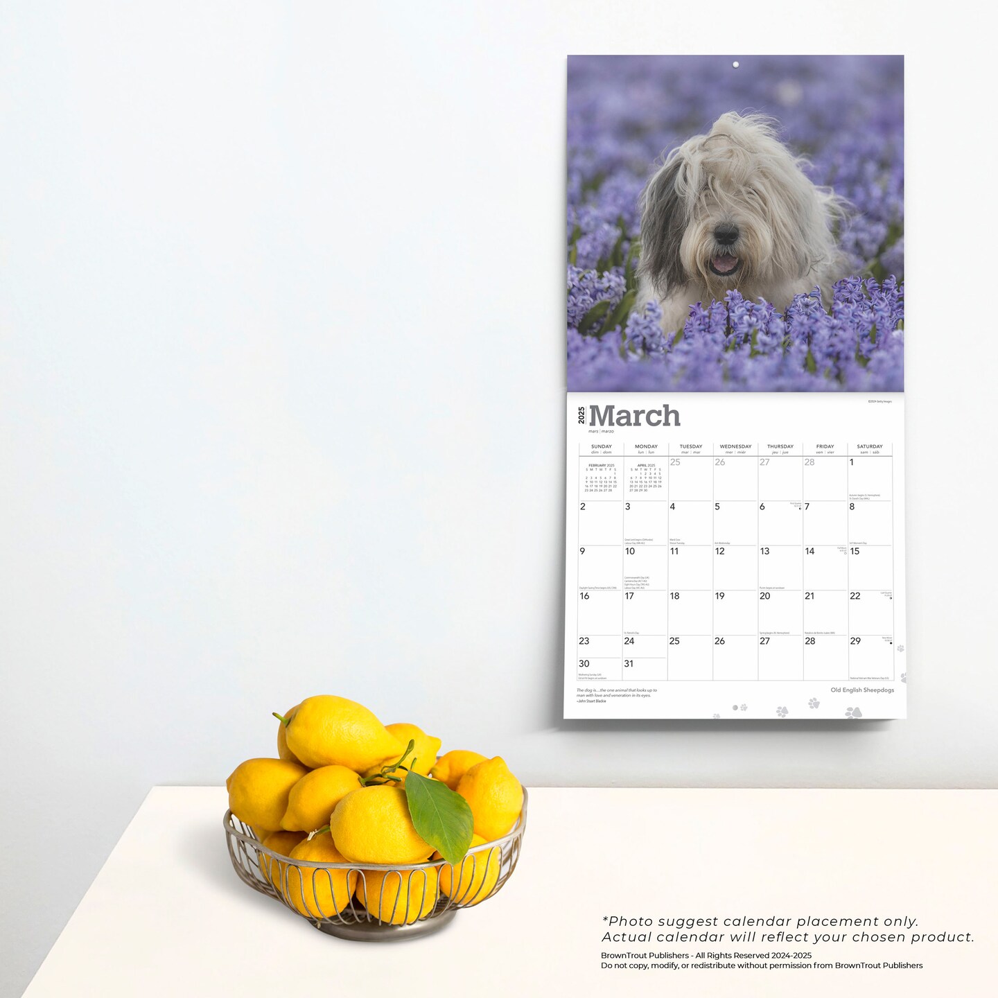 Old English Sheepdogs | 2025 12 x 24 Inch Monthly Square Wall Calendar | Plastic-Free | BrownTrout | Animals Dog Breeds