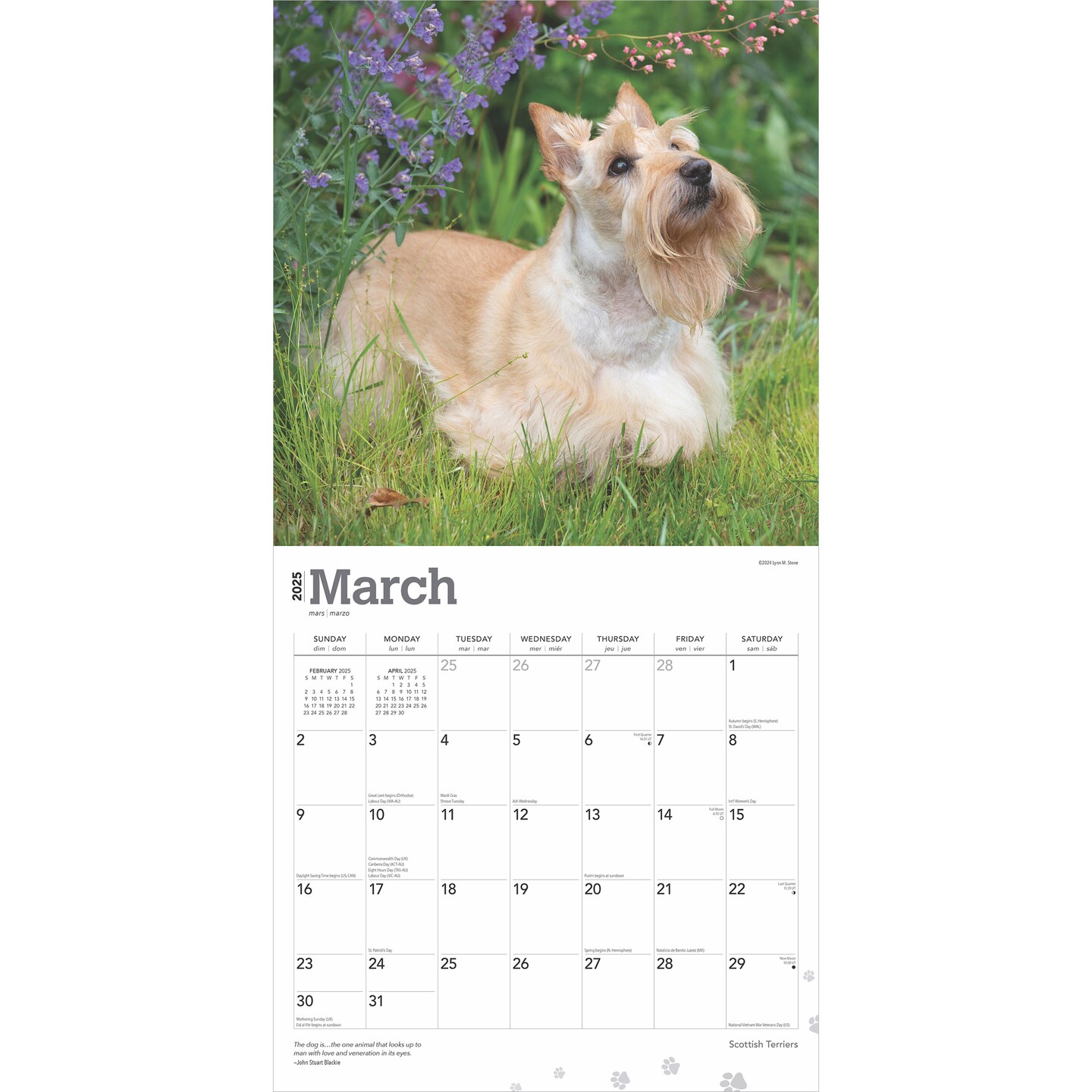 Scottish Terriers | 2025 12 x 24 Inch Monthly Square Wall Calendar | Plastic-Free | BrownTrout | Animals Small Scottie