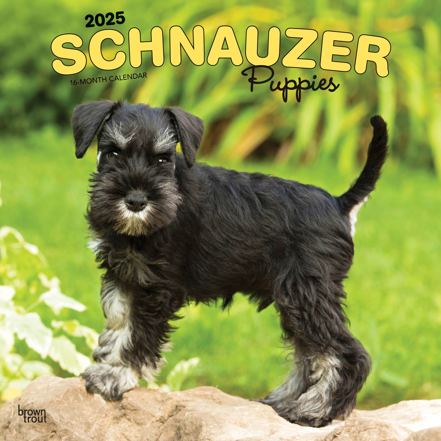 Schnauzer Puppies | 2025 12 x 24 Inch Monthly Square Wall Calendar | Plastic-Free | BrownTrout | Animals Dog Breeds Puppy