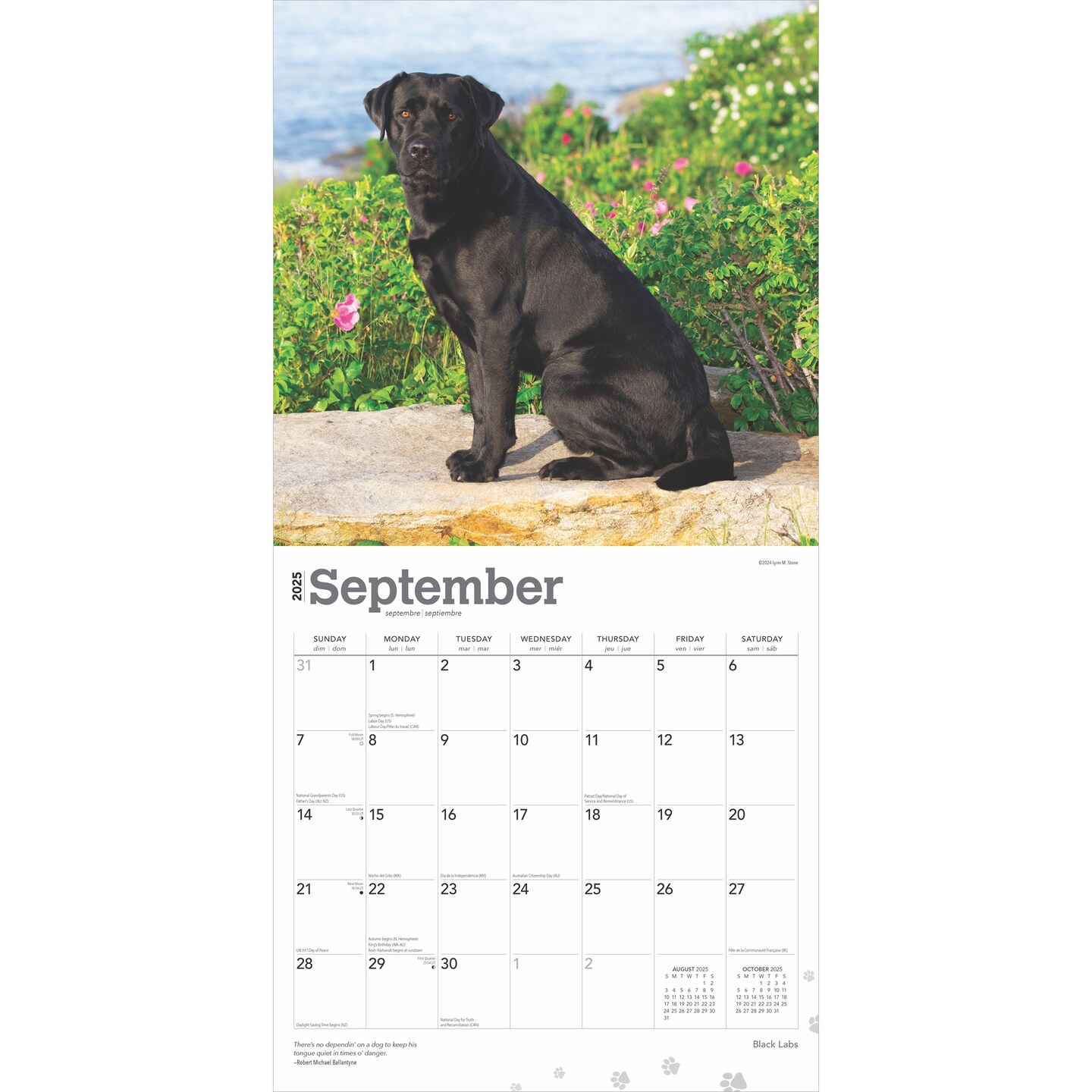 Black Labrador Retrievers | 2025 12 x 24 Inch Monthly Square Wall Calendar | Plastic-Free | BrownTrout | Animals Dog Breeds