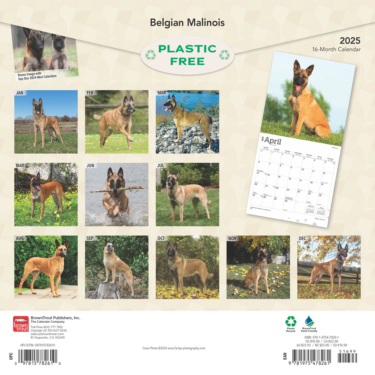 Belgian Malinois | 2025 12 x 24 Inch Monthly Square Wall Calendar | Plastic-Free | BrownTrout | Animals Dog Breeds