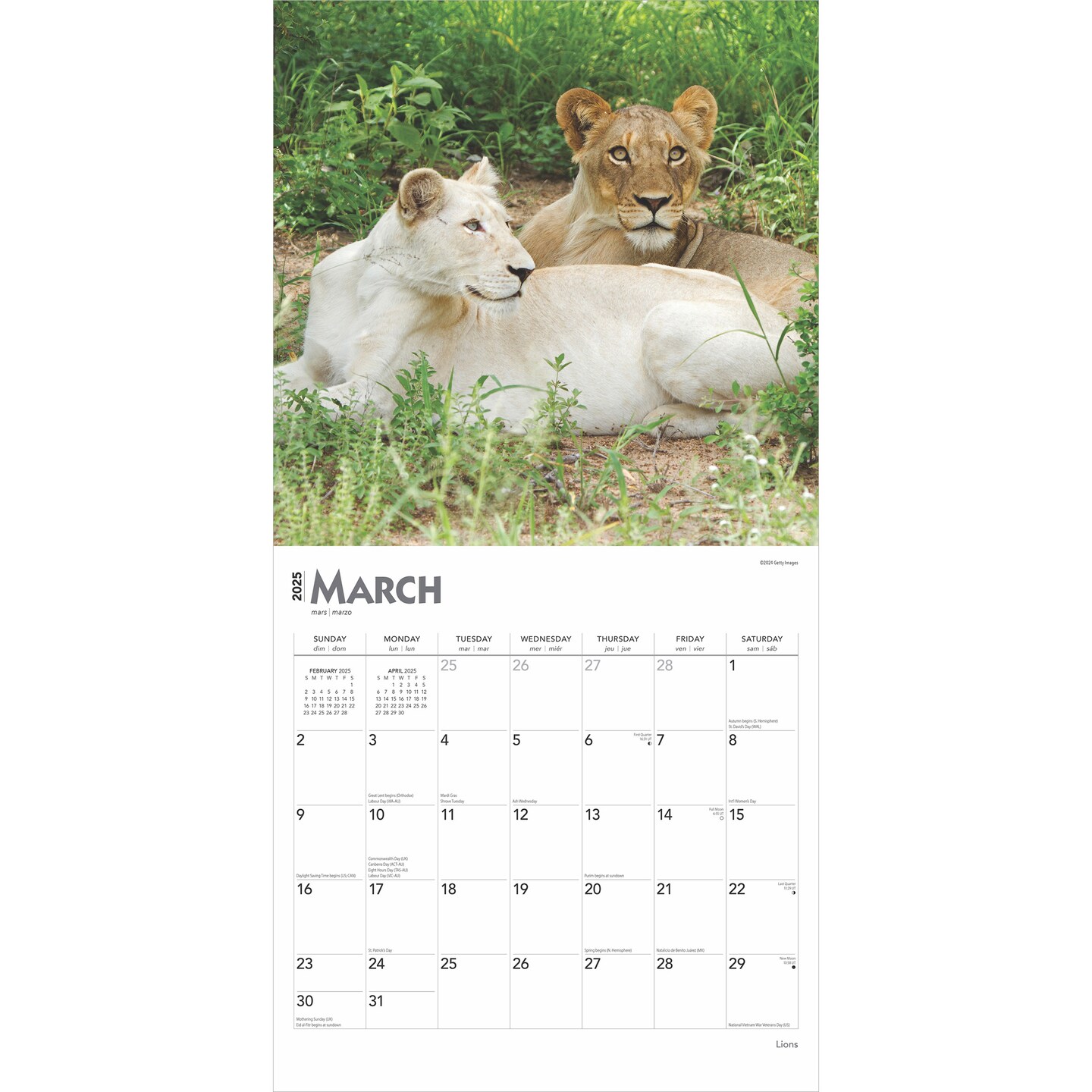 Lions | 2025 12 x 24 Inch Monthly Square Wall Calendar | Plastic-Free | BrownTrout | Animals Wildlife