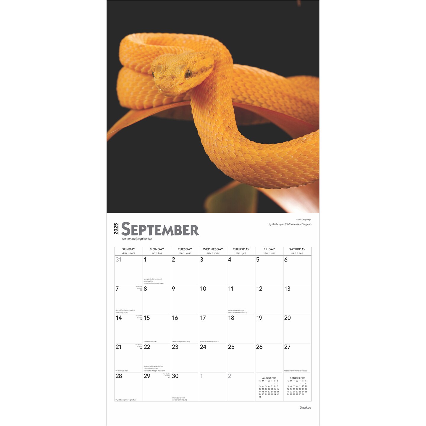 Snakes | 2025 12 x 24 Inch Monthly Square Wall Calendar | Plastic-Free | BrownTrout | Animals Nature Wildlife