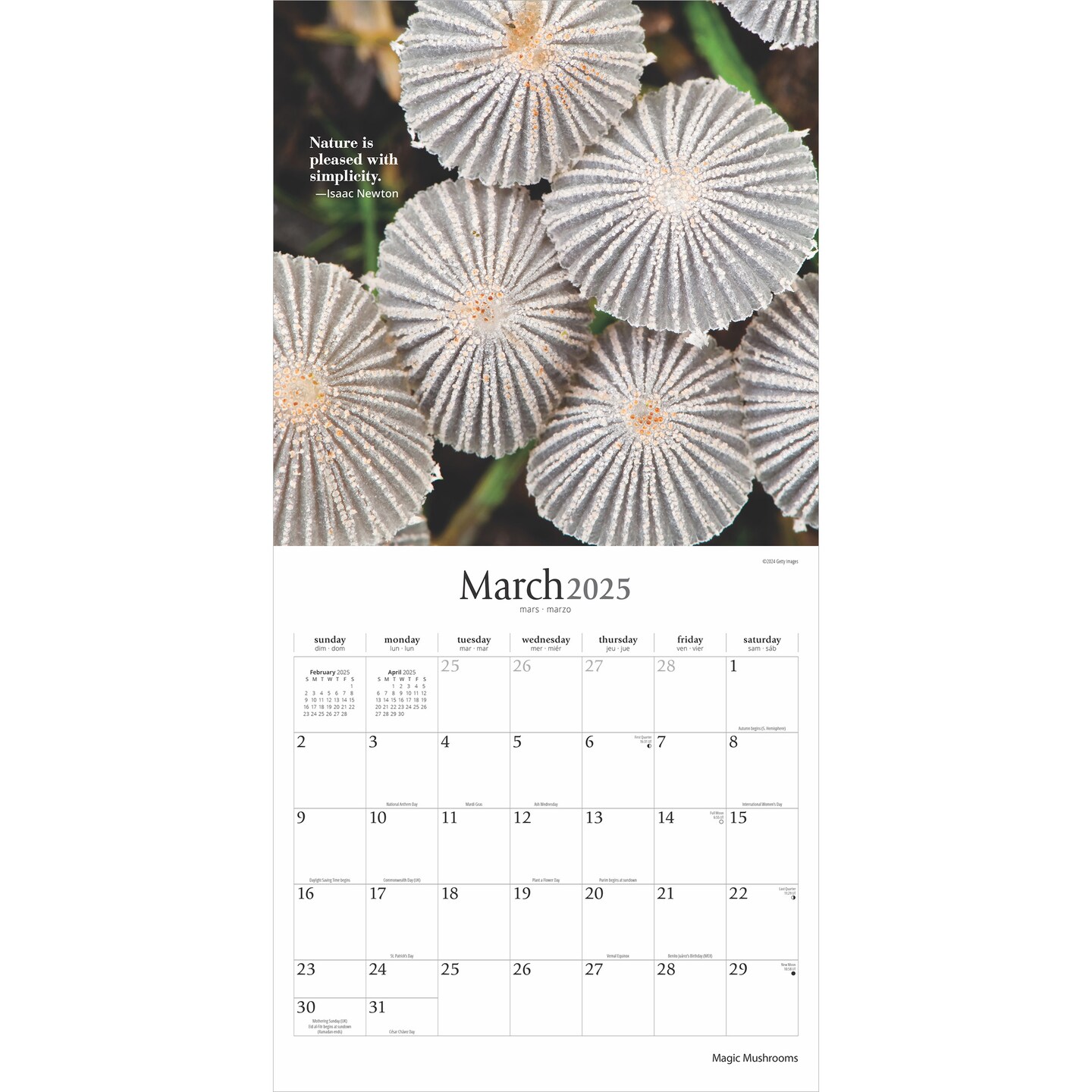Magic Mushrooms | 2025 12 x 24 Inch Monthly Square Wall Calendar | Plastic-Free | Brush Dance | Fungus Fungi Microorganism