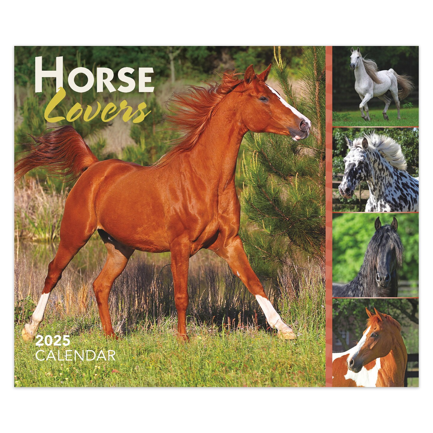 Horse Lovers | 2025 6 x 5 Inch Daily Desktop Box Calendar | New Page Every Day | BrownTrout | Animals Horses Equestrian