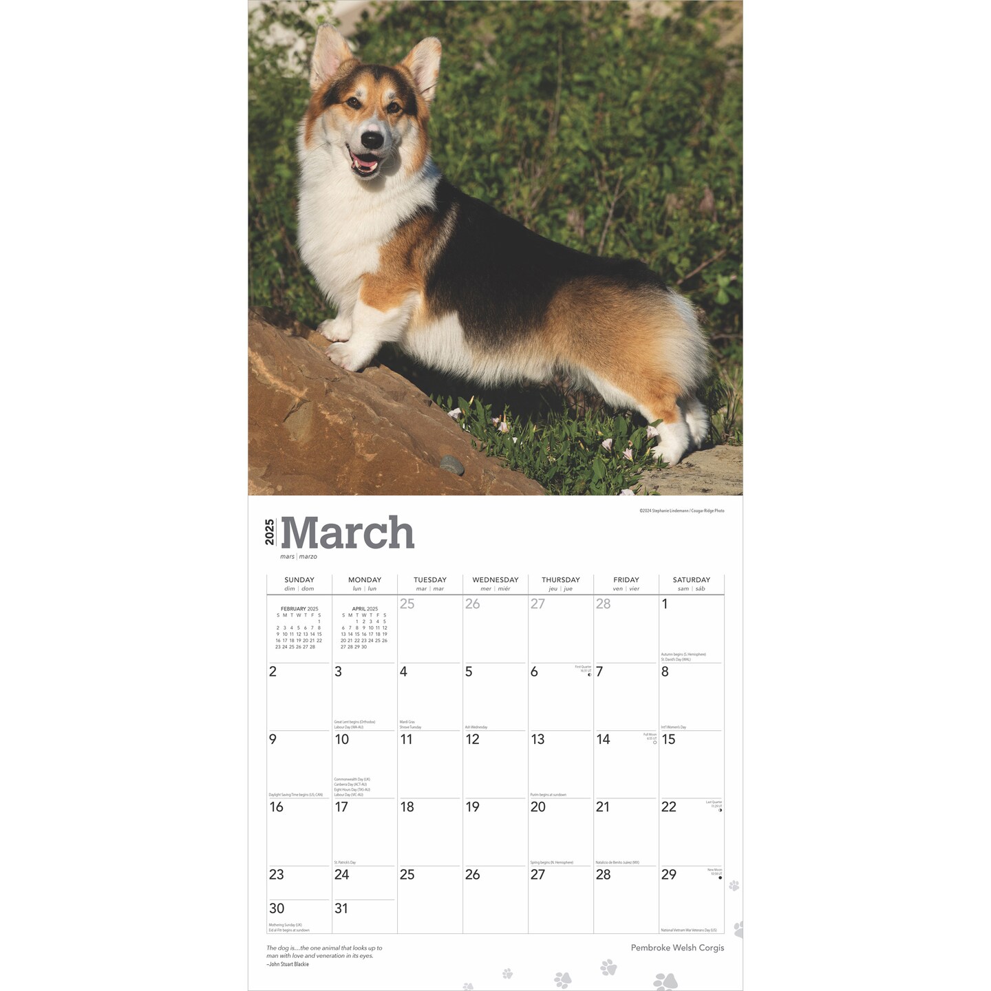 Pembroke Welsh Corgis | 2025 12 x 24 Inch Monthly Square Wall Calendar | Plastic-Free | BrownTrout | Animals Dog Breeds
