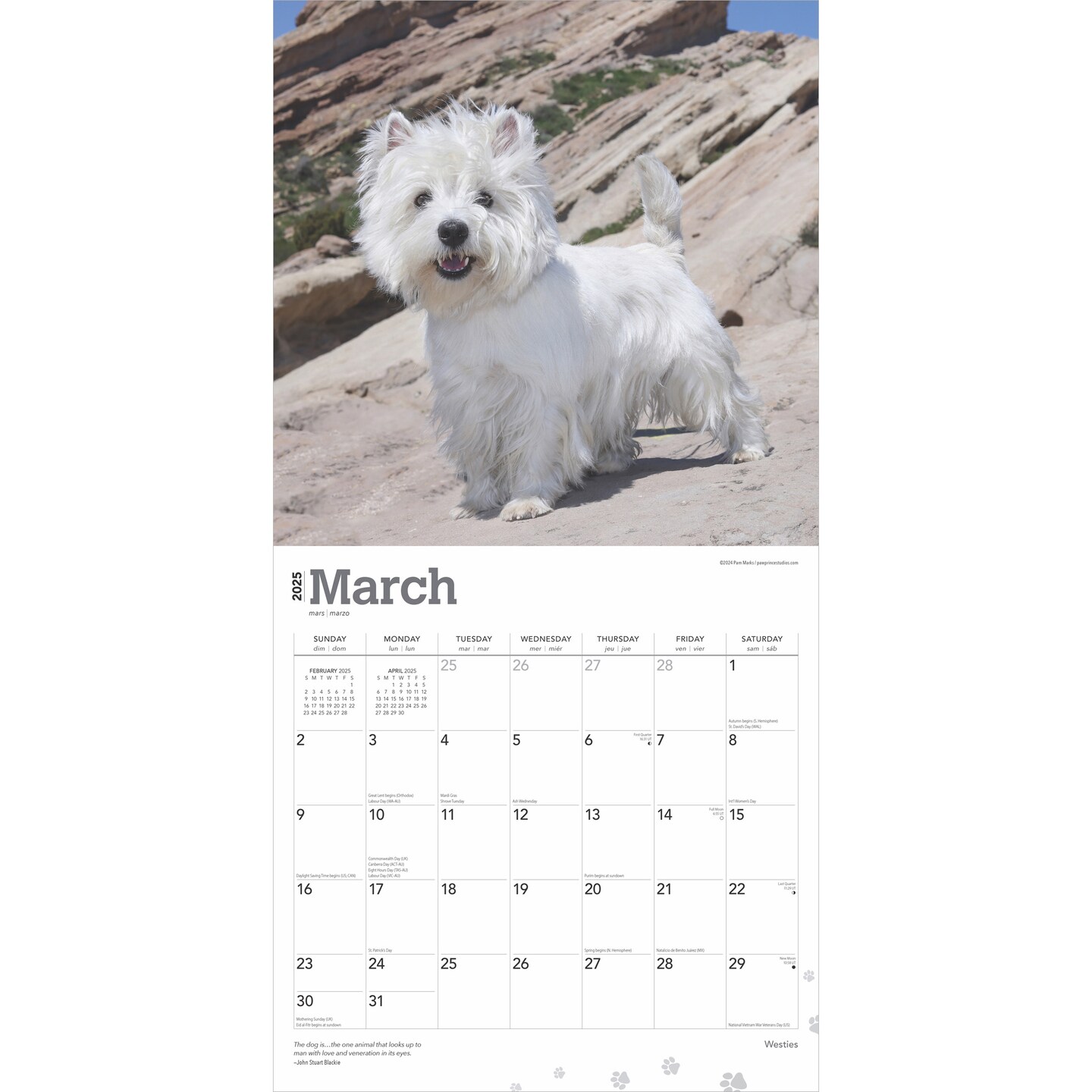West Highland White Terriers | 2025 12 x 24 Inch Monthly Square Wall Calendar | Plastic-Free | BrownTrout | Animals Dog Breeds Puppies