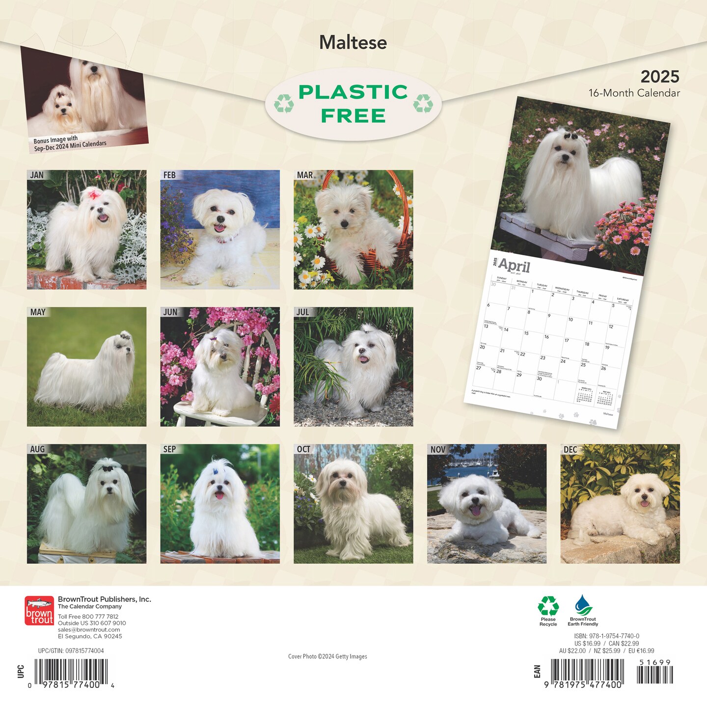 Maltese | 2025 12 x 24 Inch Monthly Square Wall Calendar | Plastic-Free | BrownTrout | Animals Small Dog Breeds