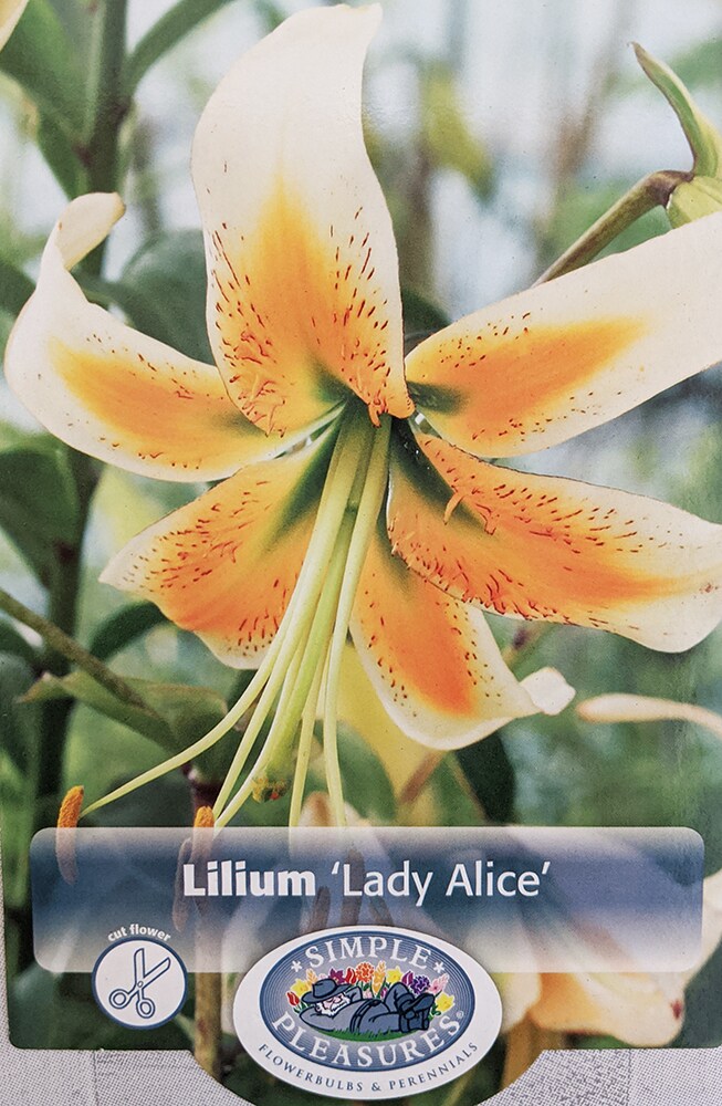 Rare Lady Alice Heirloom Turk&#x27;s Cap Lily - 2 Bulbs - 14/16cm - New
