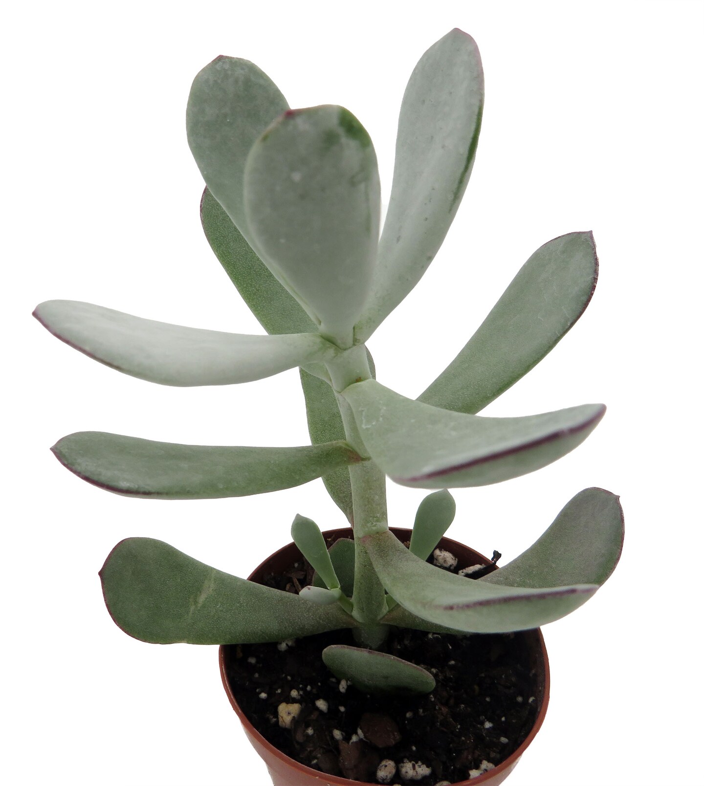 Pig&#x27;s Ear Succulent Plant -Cotyledon Orbiculata - 2&#x22; Pot