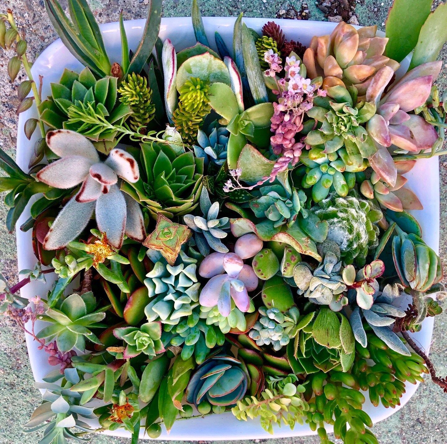 Succulent Clippings Succulent Cuttings Live Plants | MakerPlace by Michaels