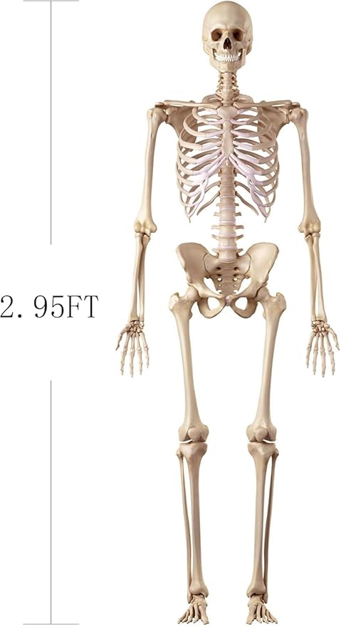 Halloween Skeleton Decorations, 2.95ft Life Size Posable Skeleton, Large Full Body Skeleton, Realistic Child Skeleton for Halloween Outdoor Indoor Party Decor Haunted House Graveyard