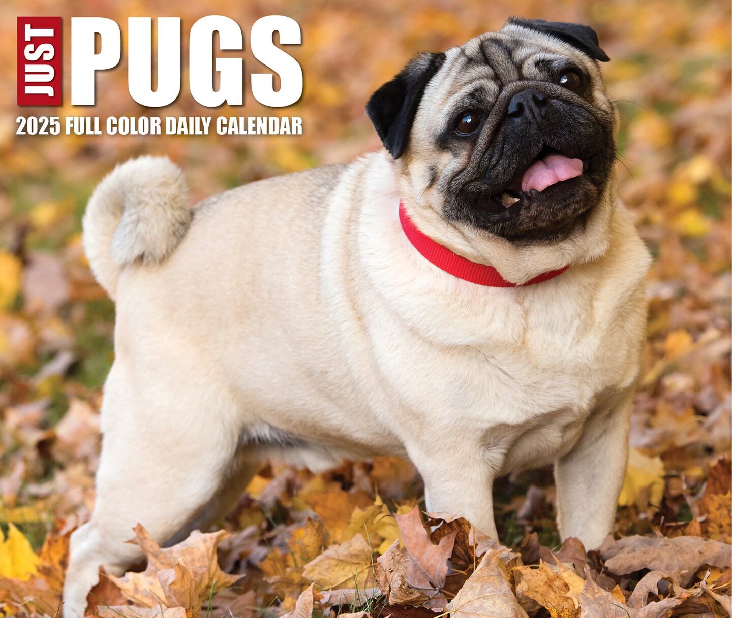 Just Pugs 2025 Box Calendar - Dog Breed Daily Desktop