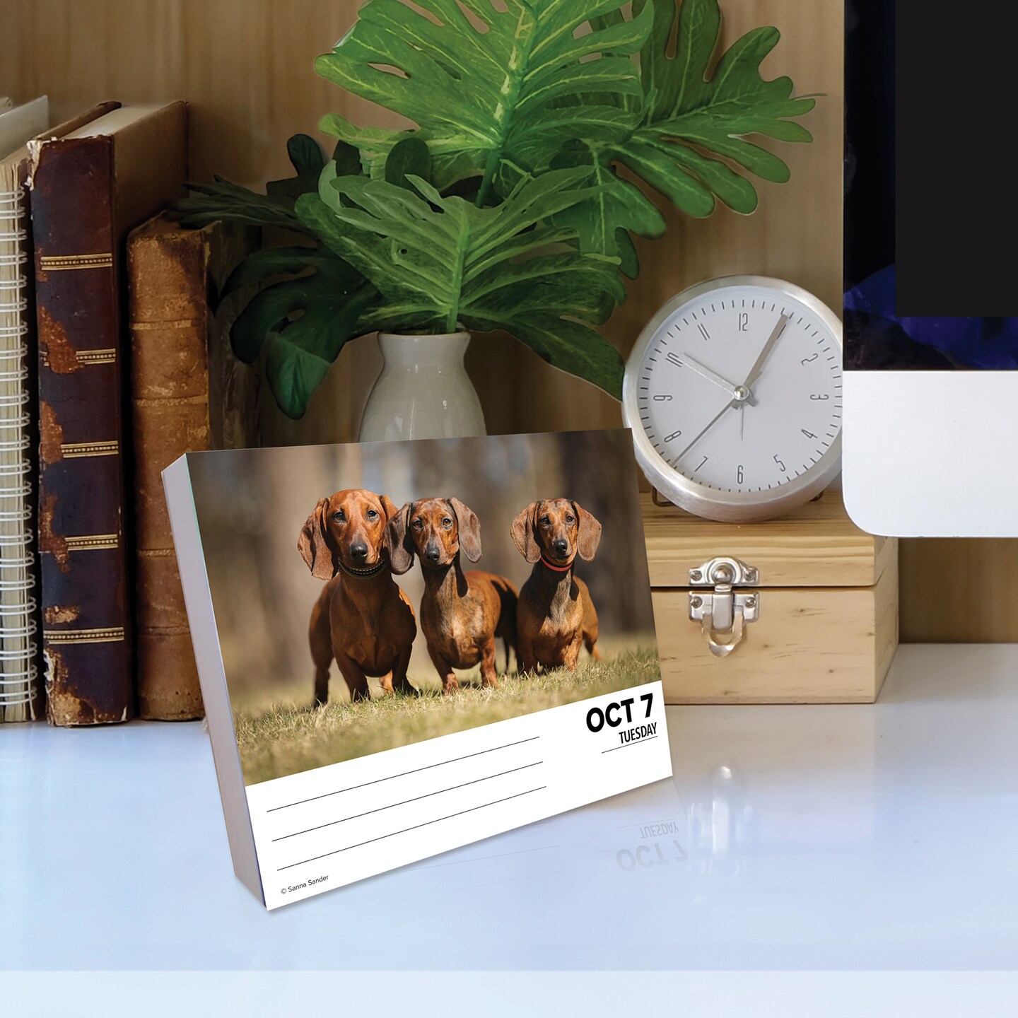 Just Dachshunds 2025 Box Calendar - Dog Breed Daily Desktop