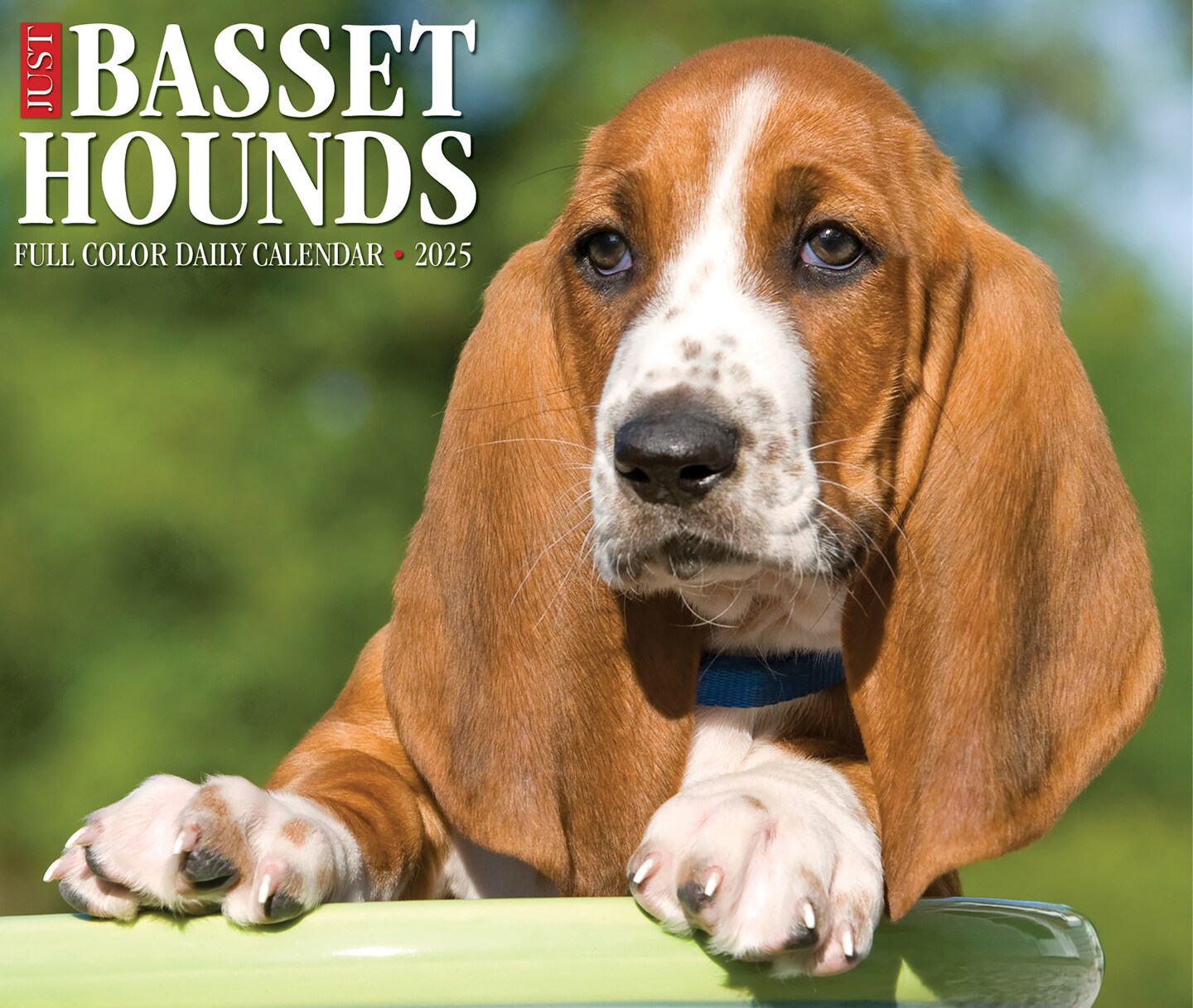Just Basset Hounds 2025 Box Calendar - Dog Breed Daily Desktop