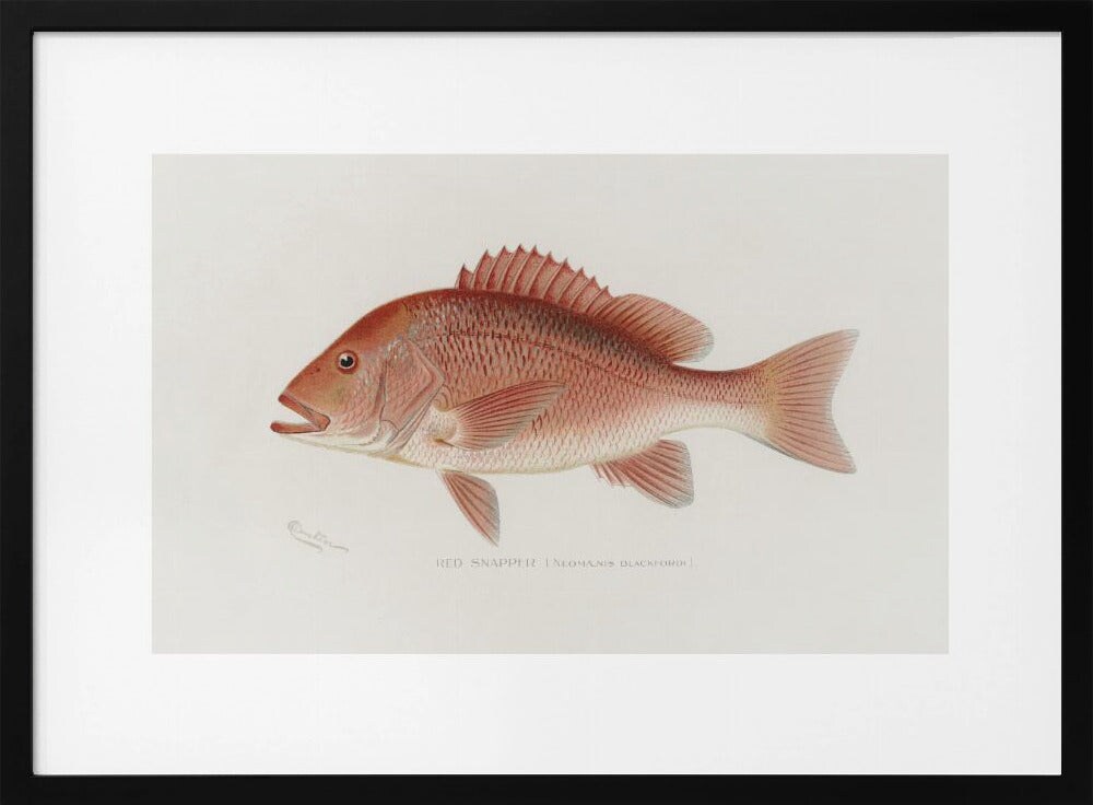 Red Snapper - Sherman F. Denton 24x36 Black Framed Art | Home or Office Art