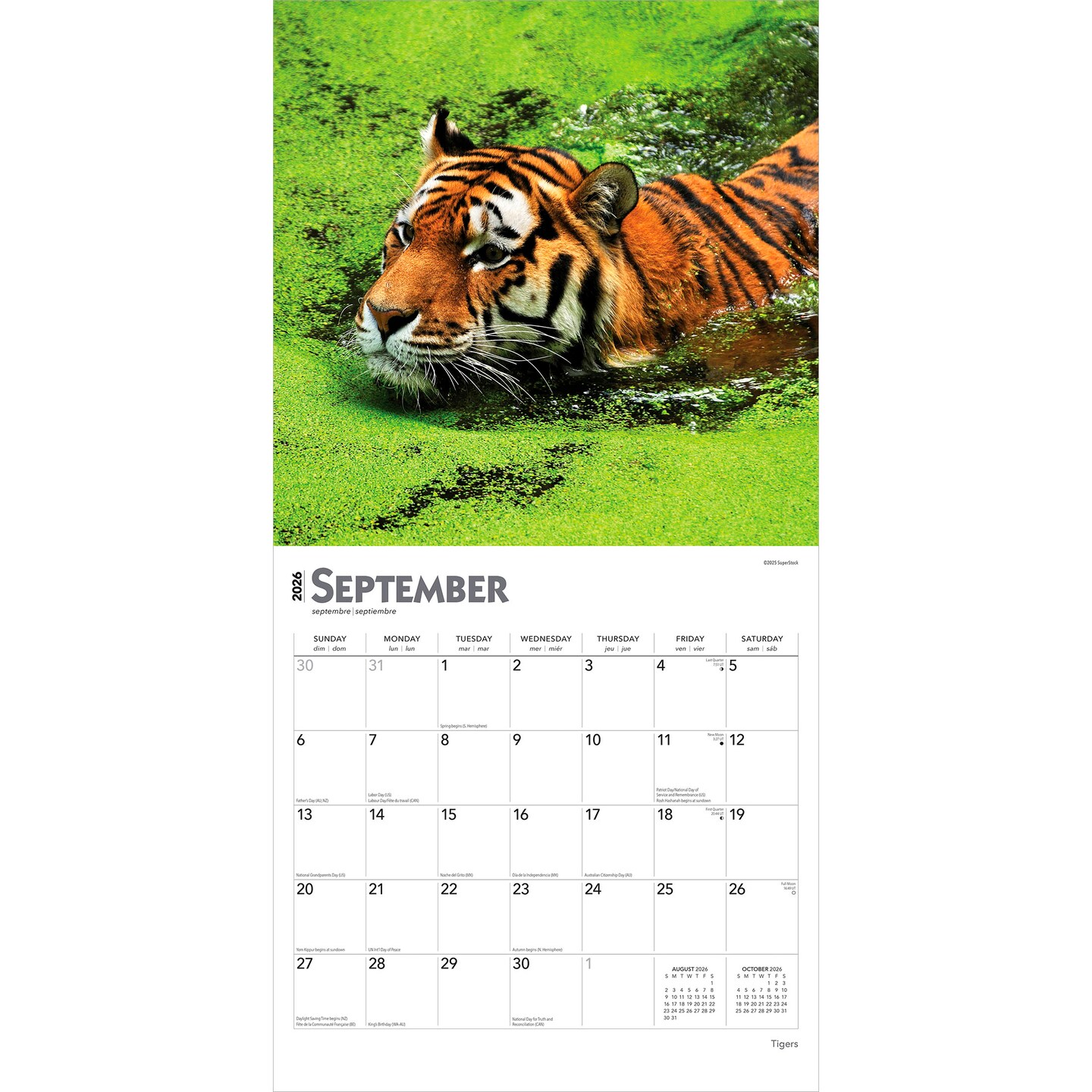 Tigers | 2026 12 x 24 Inch (Hanging) Monthly Square Wall Calendar | Plastic-Free