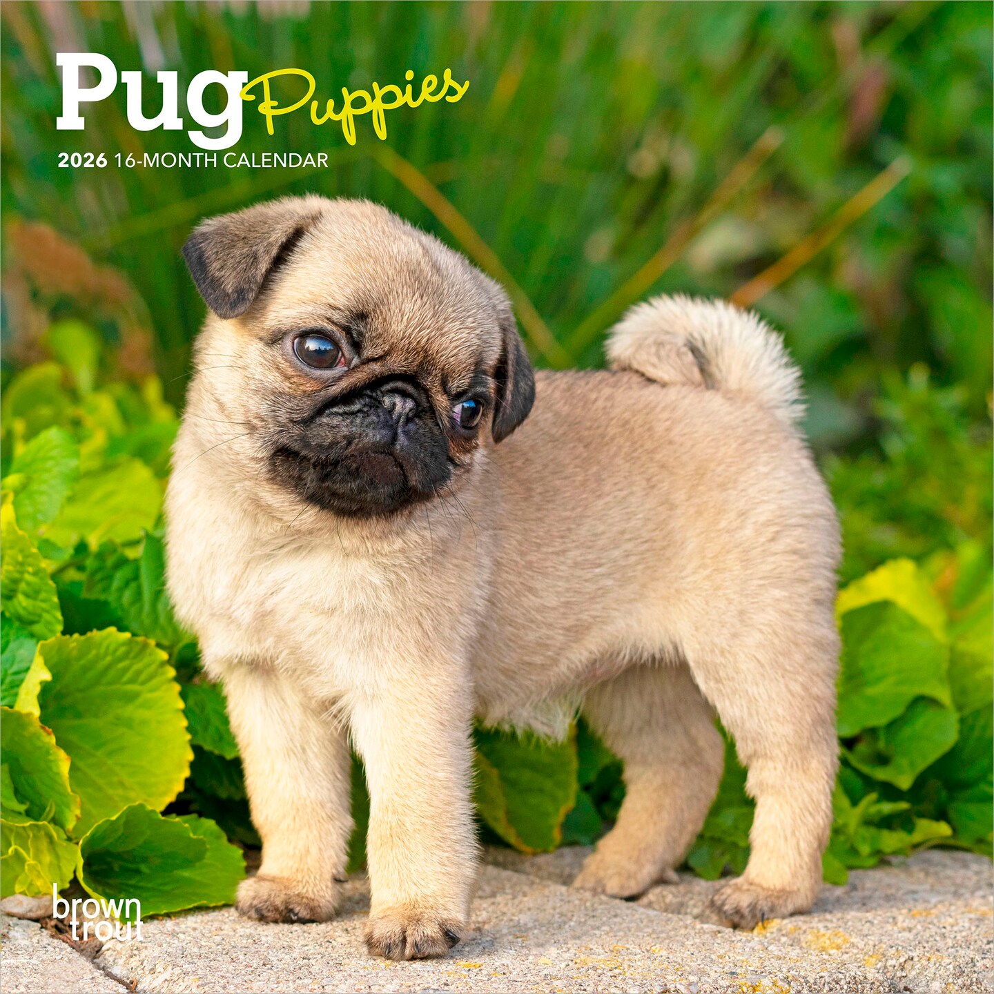 Pug Puppies | 2026 7 x 14 Inch (Hanging) Monthly Mini Wall Calendar
